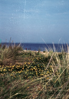 a beach with grass and yellow flowers and a blue sky