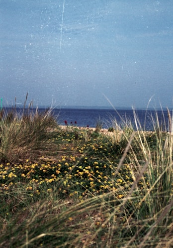 a beach with grass and yellow flowers and a blue sky