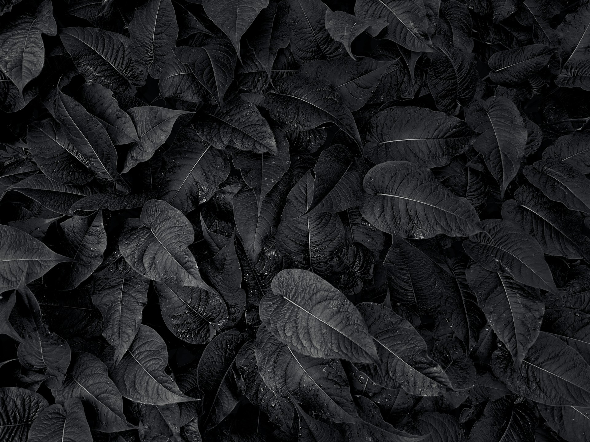 a black and white photo of leaves