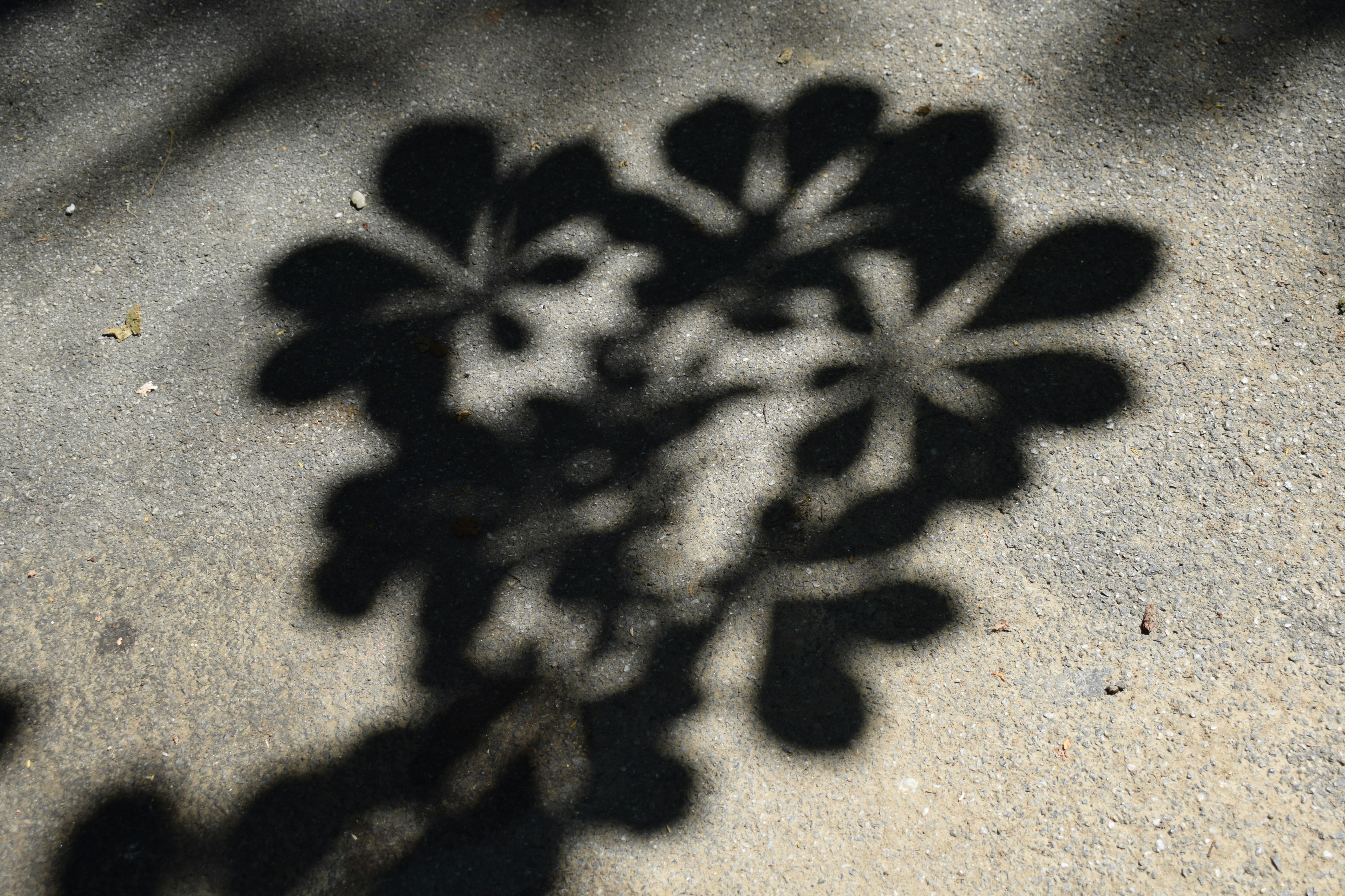 a shadow of a leaf on the ground