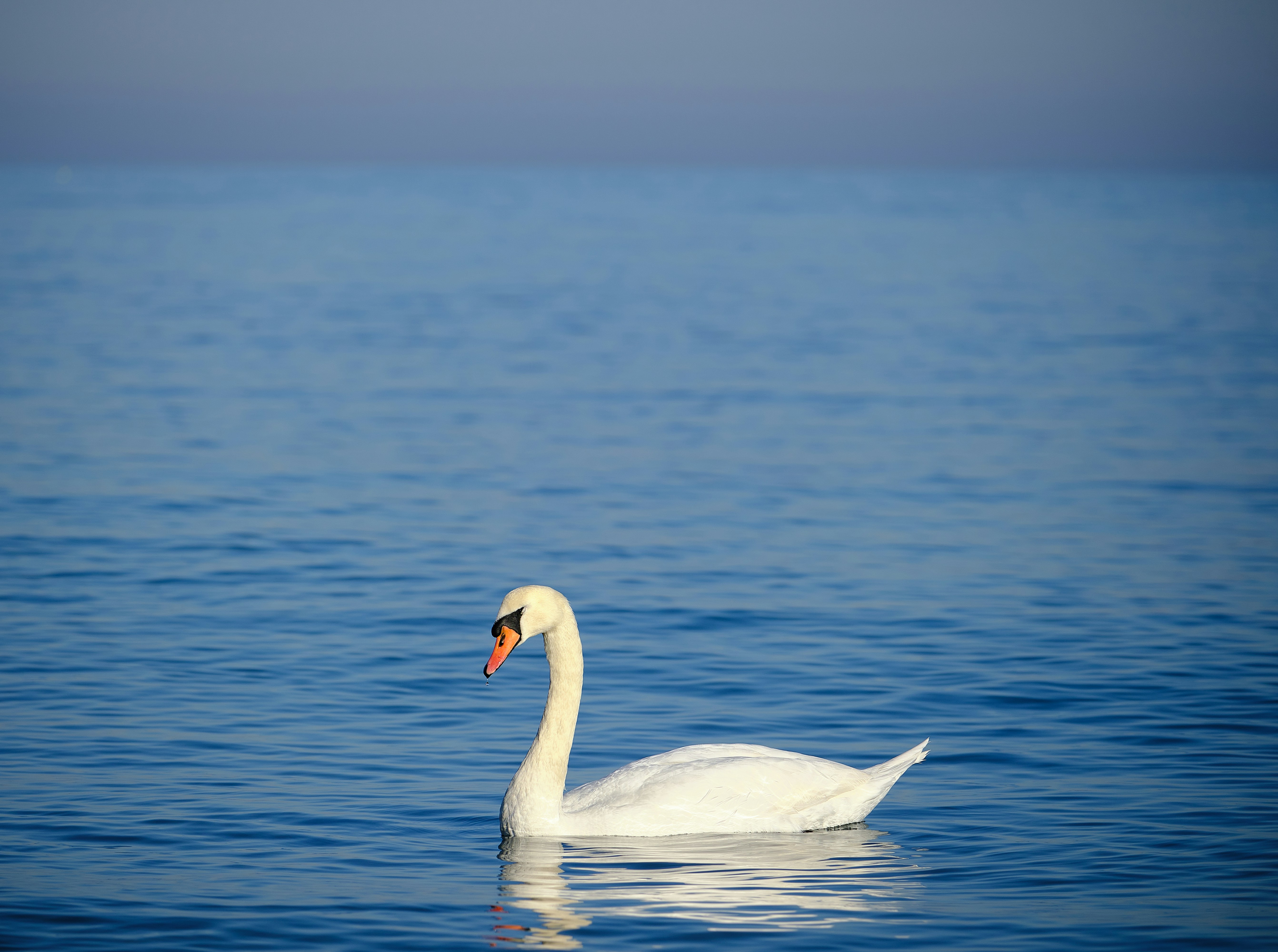 Photo by eduard_constantin