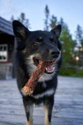 a black and white dog holding a stick in its mouth