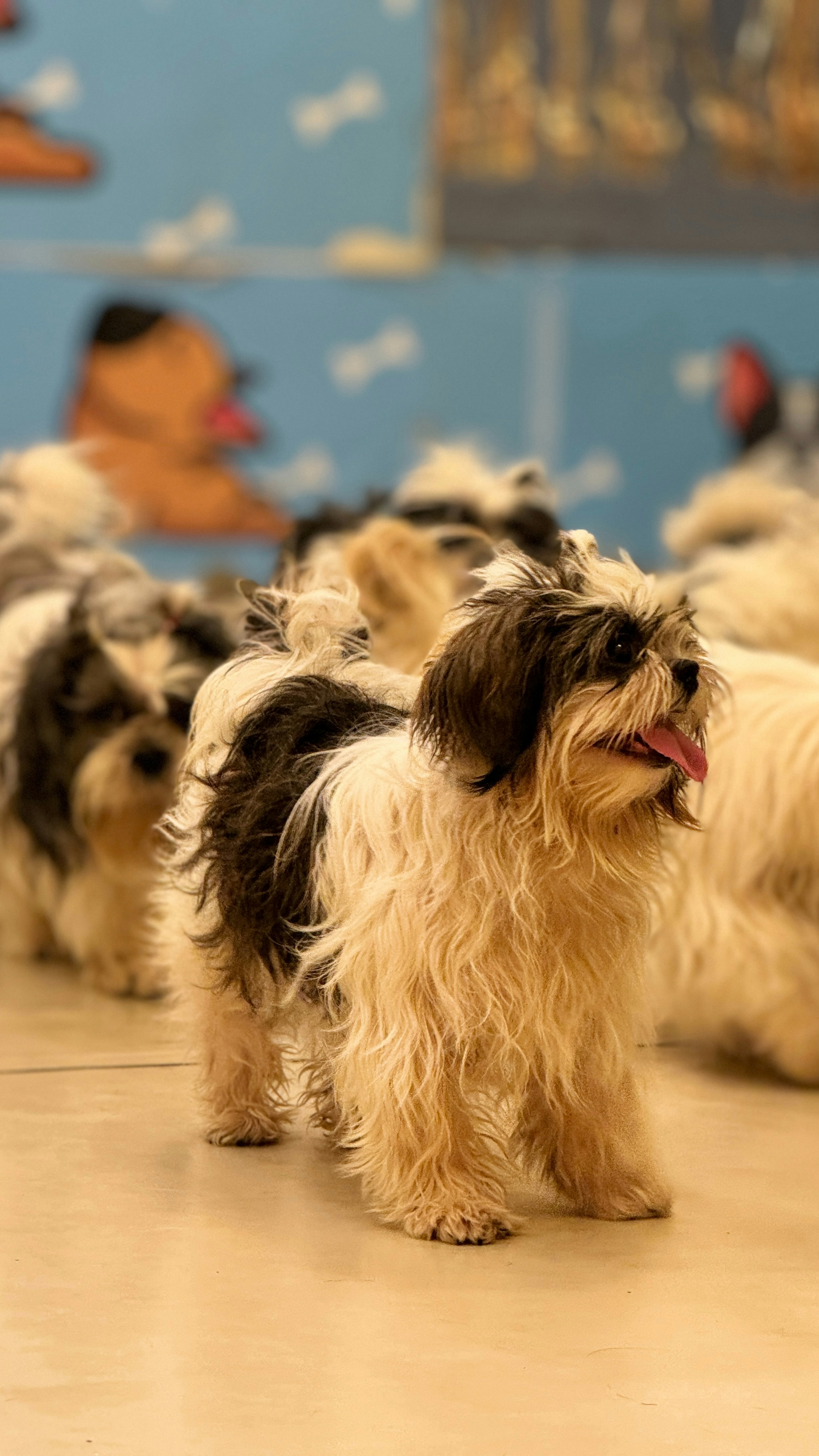 Training Club Canin d'Uckange (TCCU) — Uckange