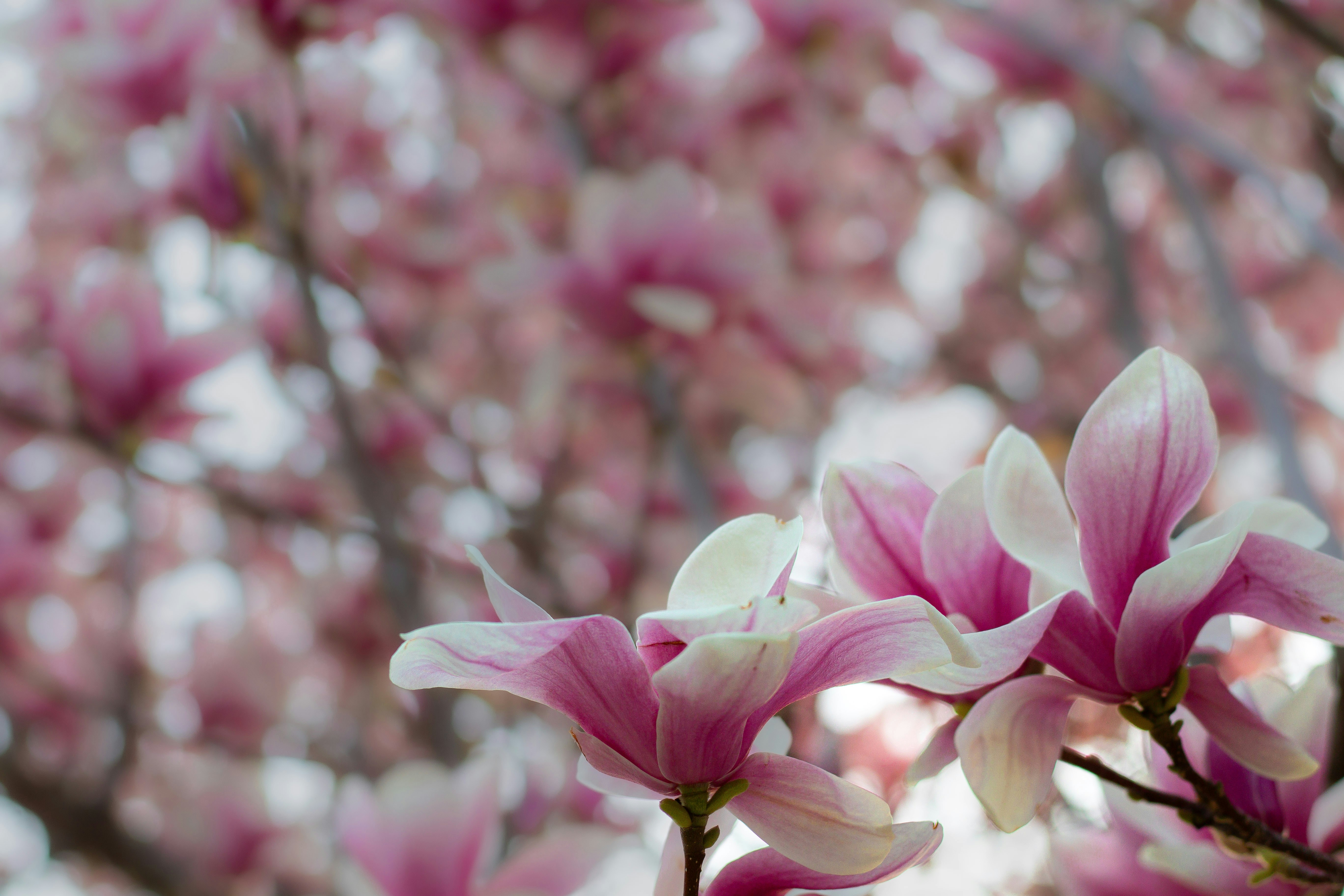 a close up of pink flowers on a tree