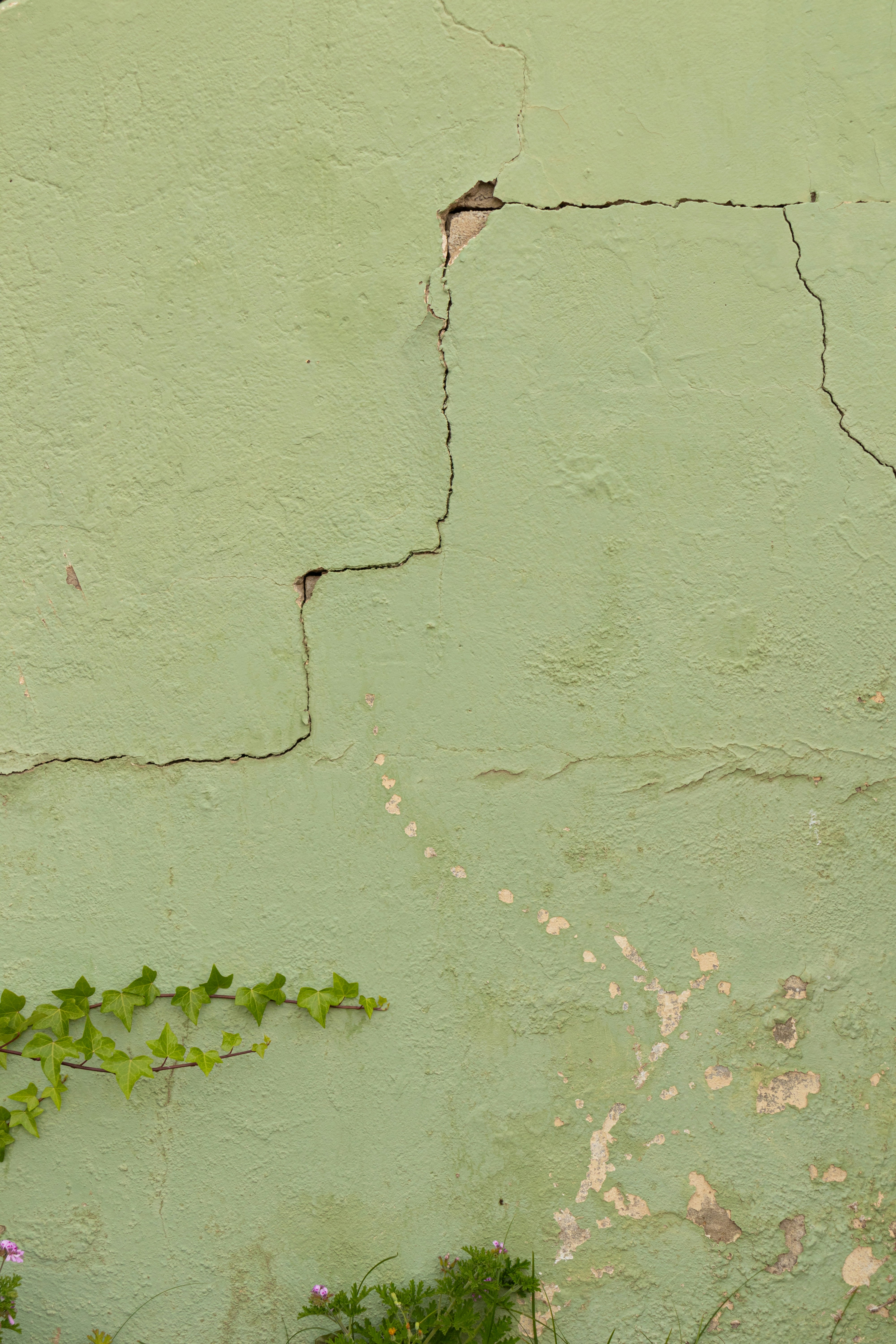 a green wall with a plant growing on it