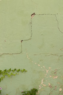 a green wall with a plant growing on it