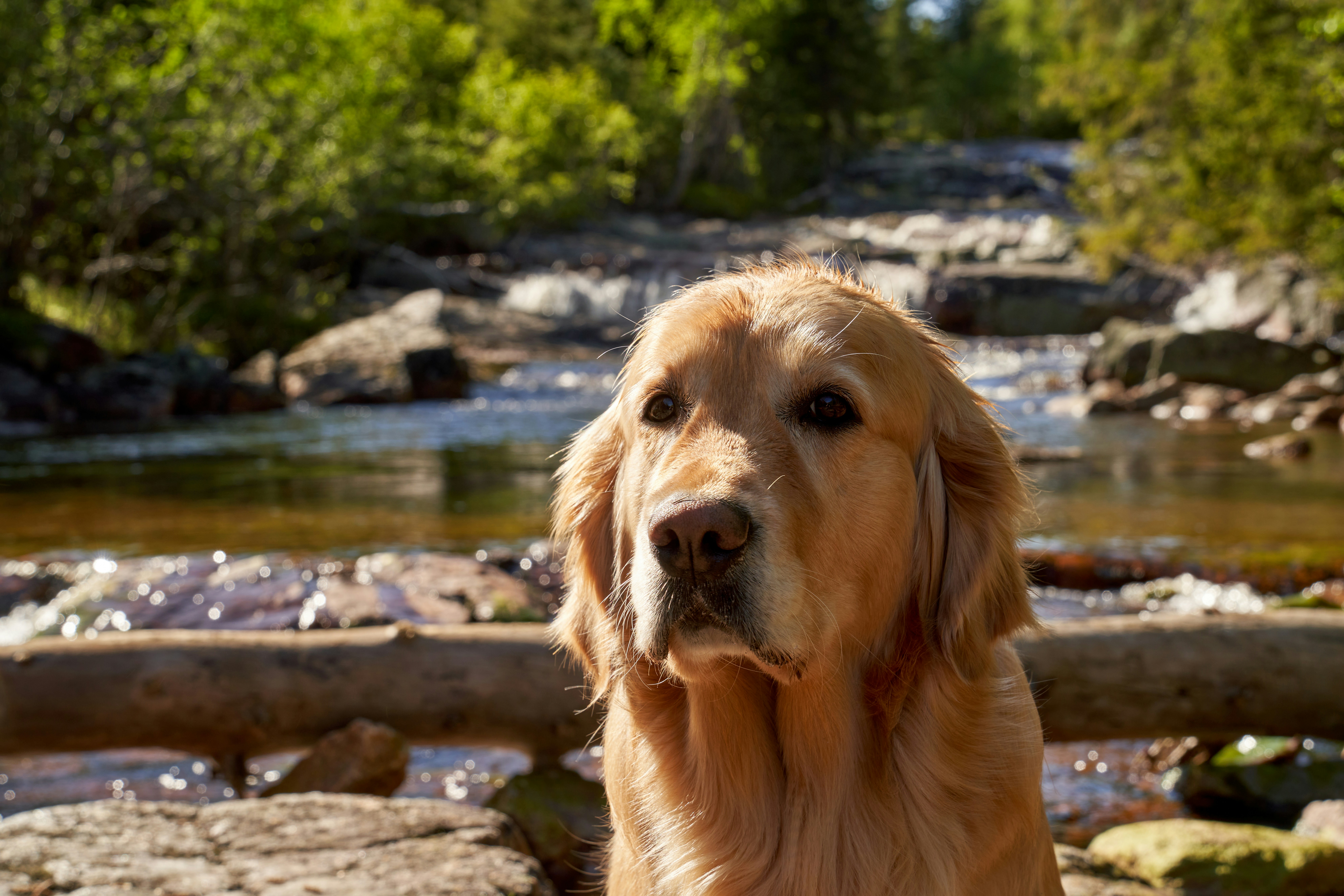a close up of a dog near a river