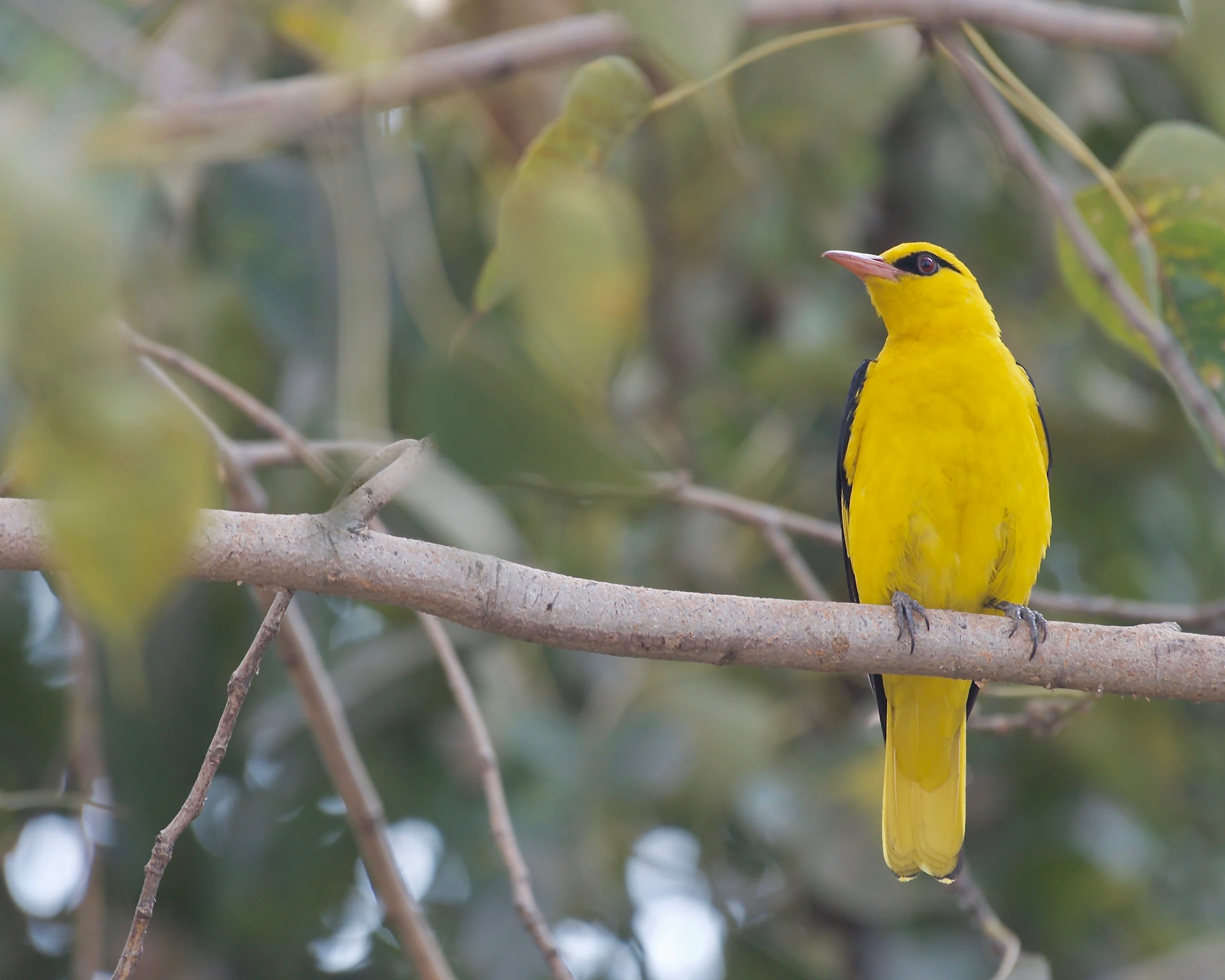 a small yellow bird perched on a tree branch