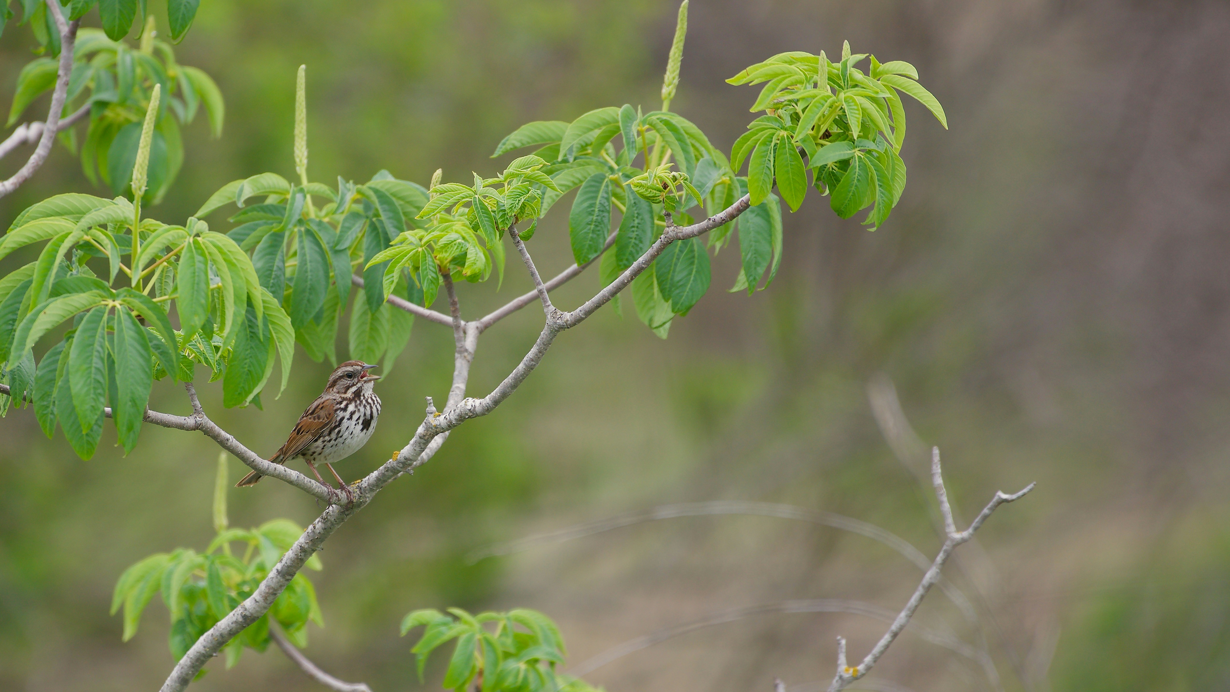 a small bird perched on a tree branch