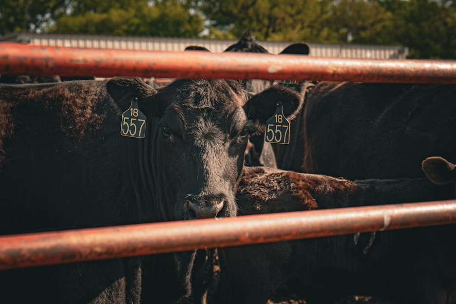 a herd of cattle standing next to each other