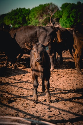 a herd of cattle standing on top of a dirt field