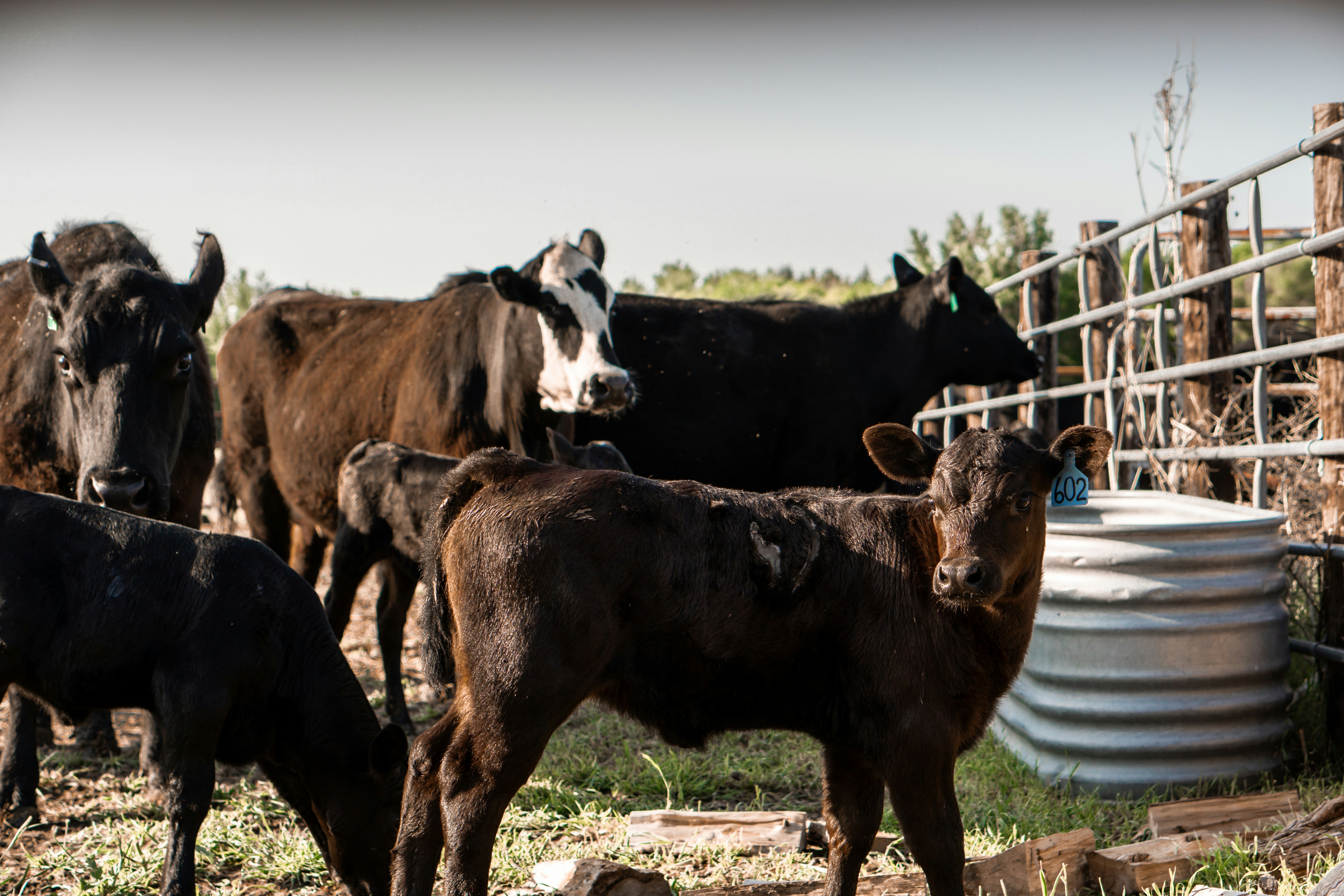 Kansas Cattle On Feed Down 3%