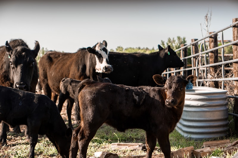 Black Angus