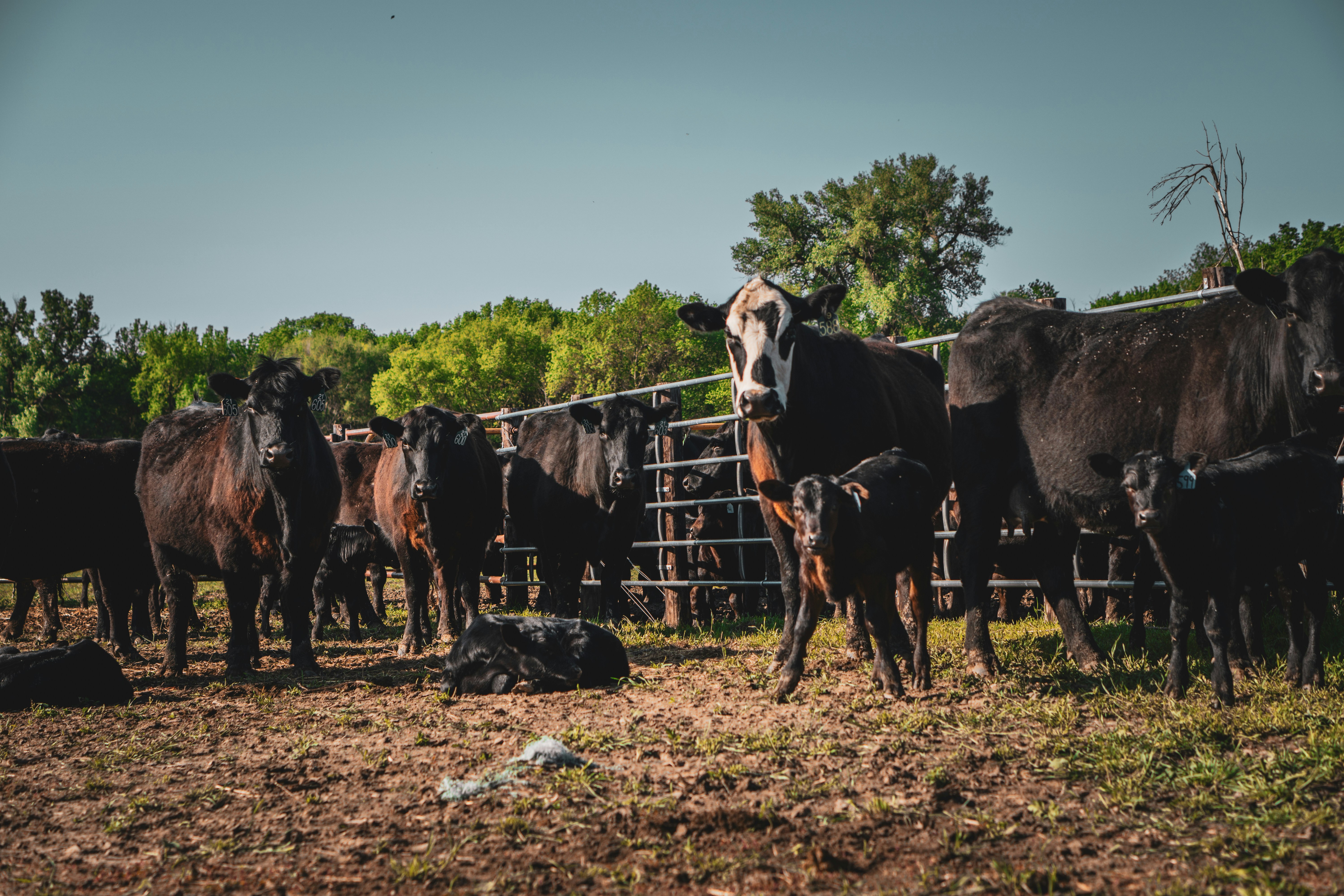 a herd of cattle standing on top of a grass covered field