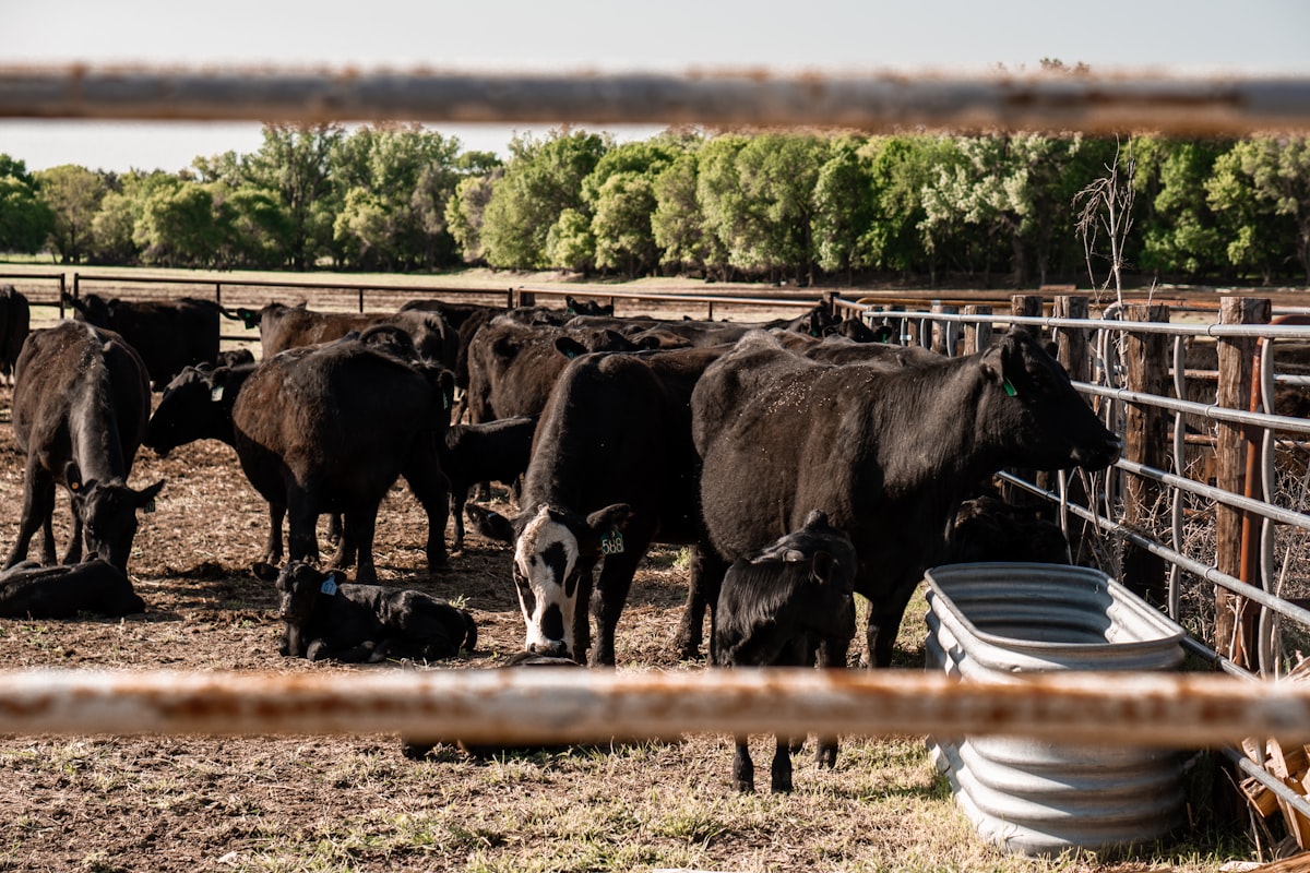Black Angus cows and calves in a pen