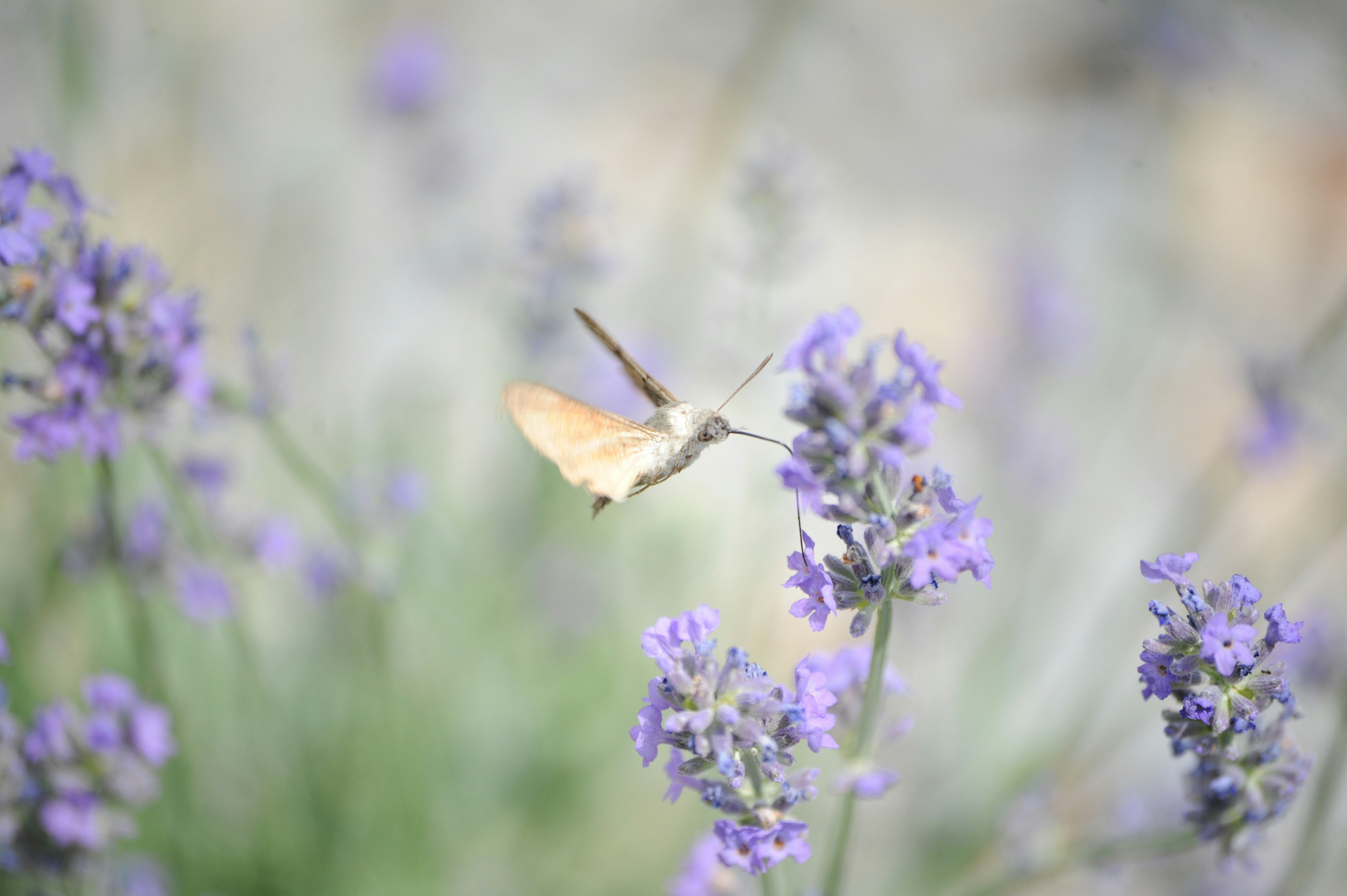 a hummingbird flying over lavender flowers in a field