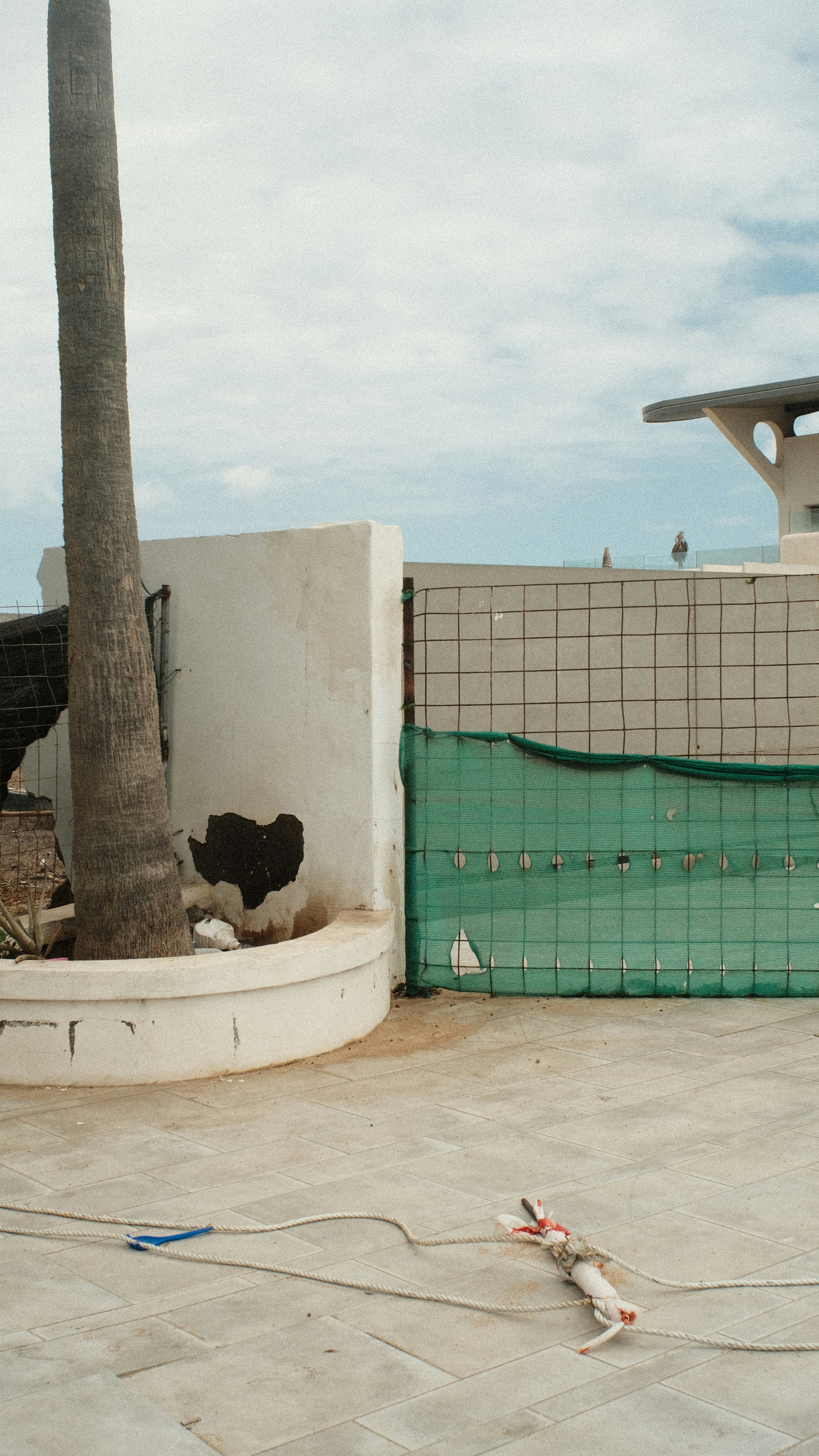 una palma seduta accanto a un muro di cemento
