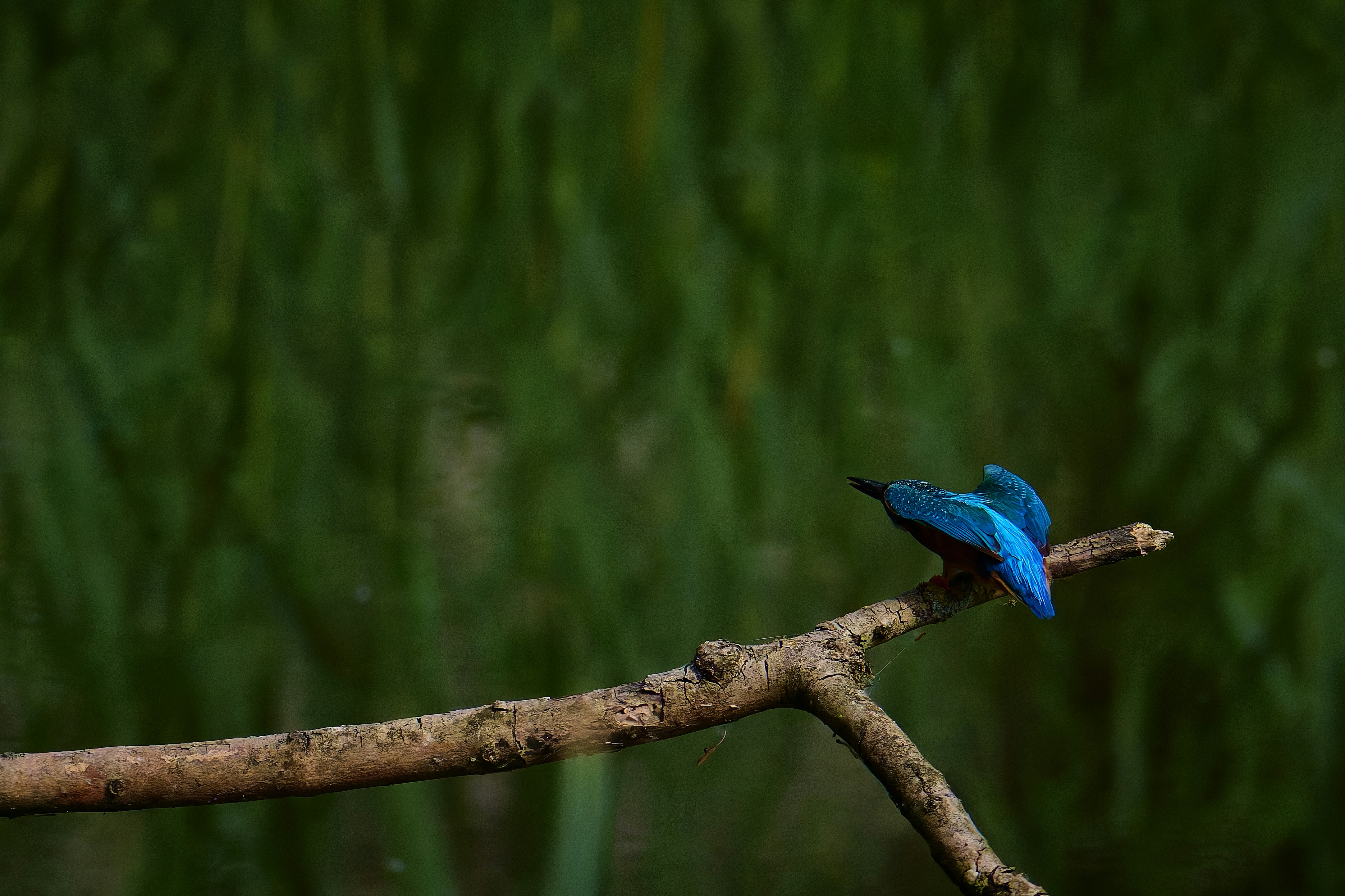 Photo by stefanschwinghammer