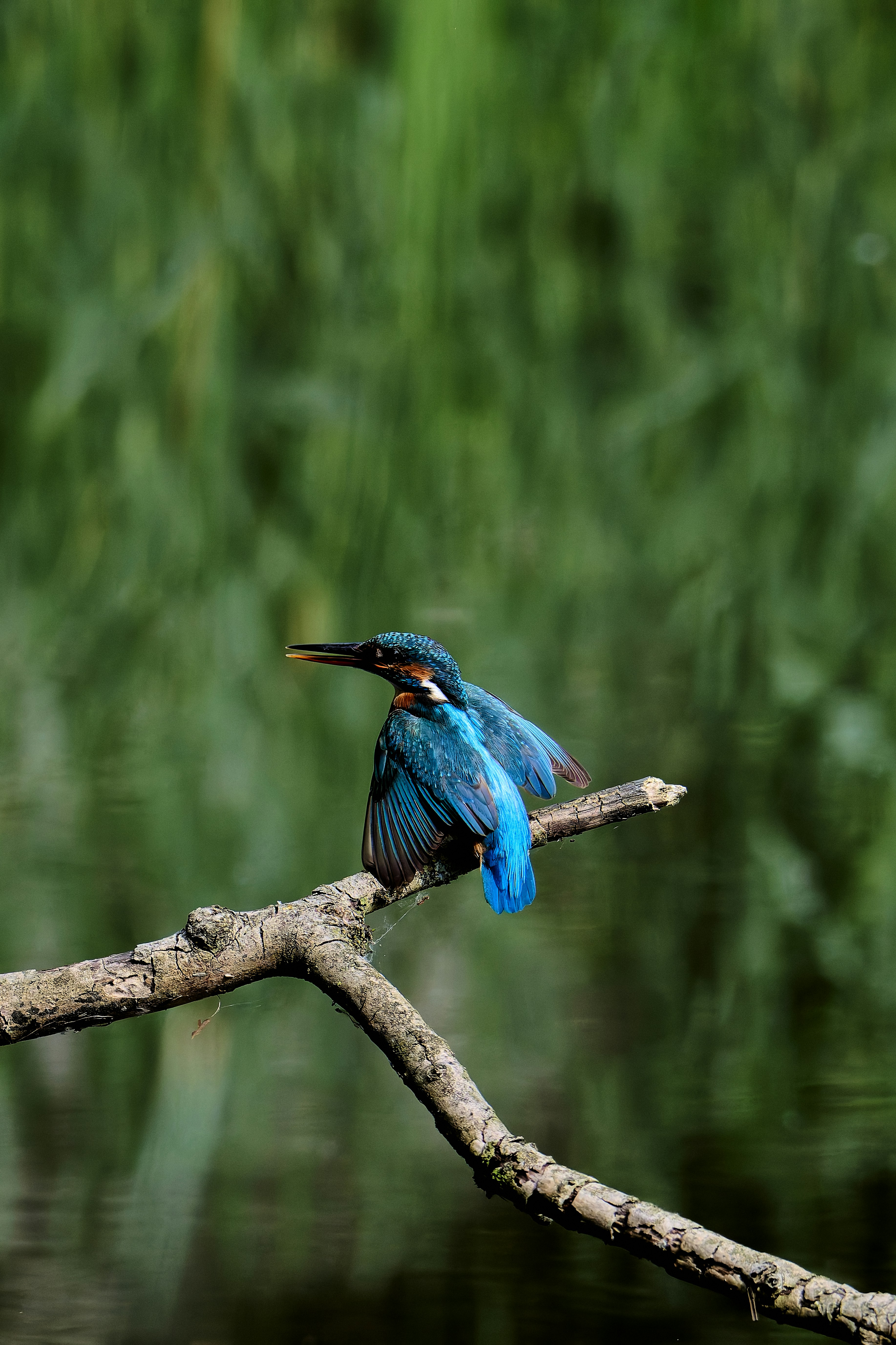 Photo by stefanschwinghammer