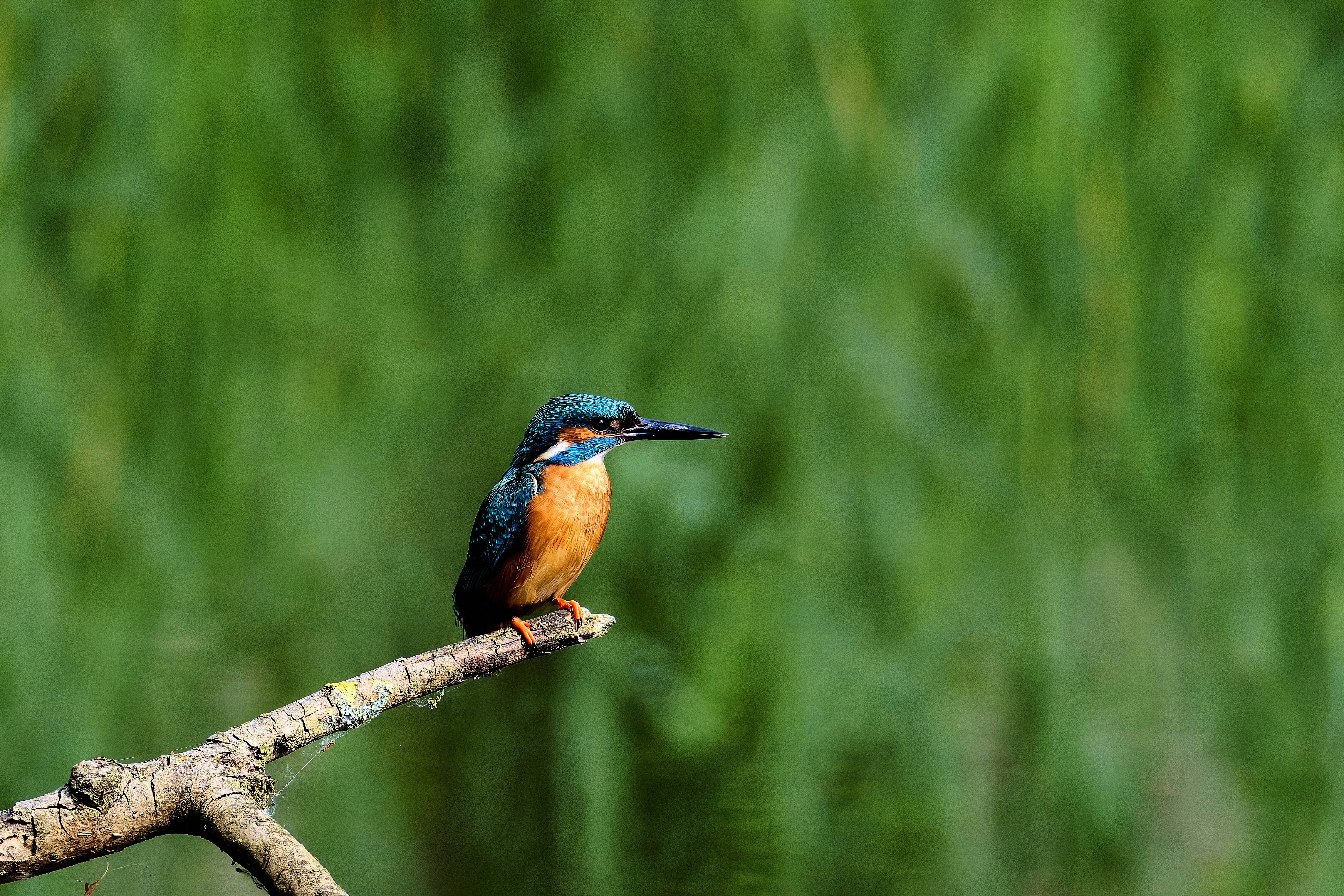 Photo by stefanschwinghammer