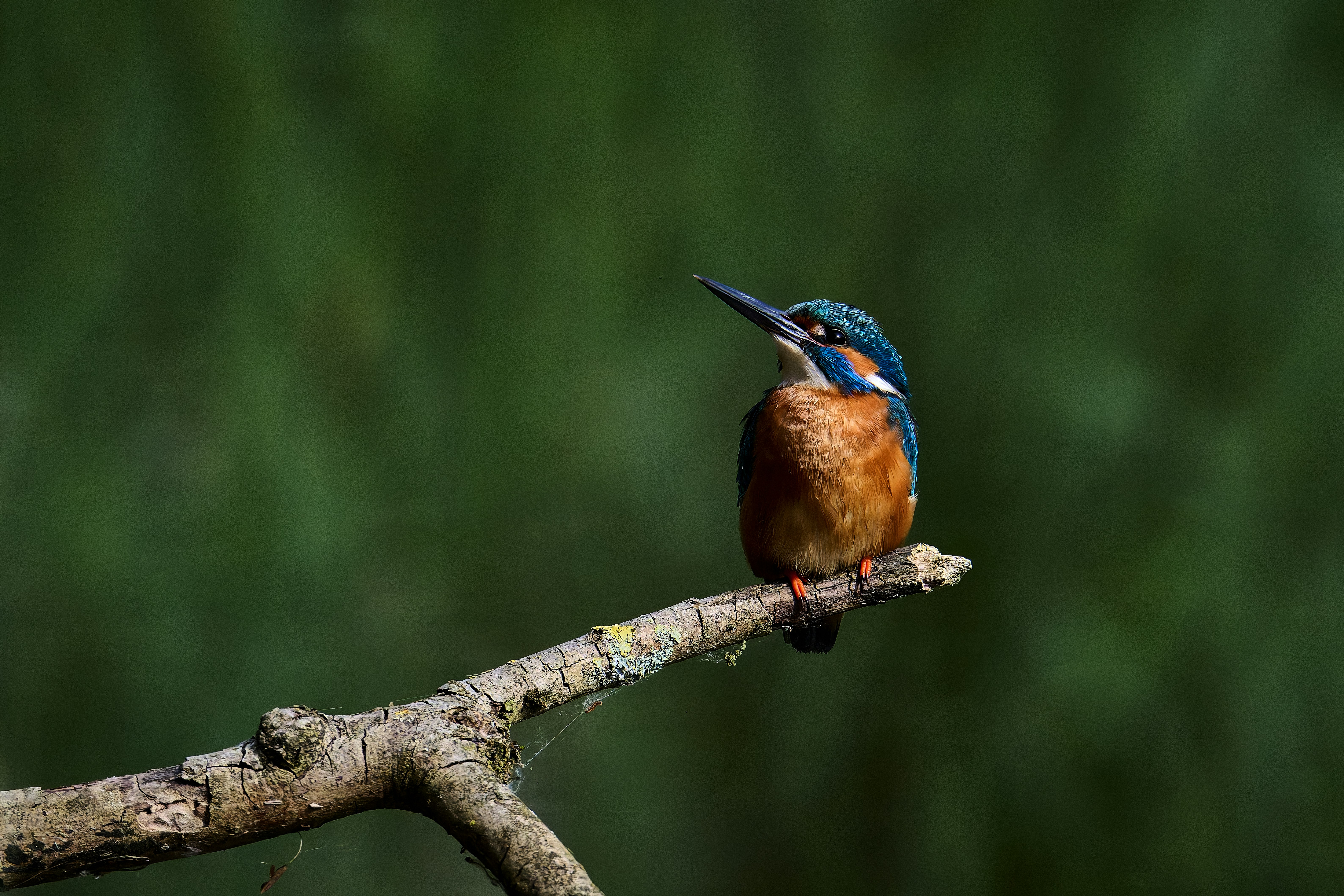 Photo by stefanschwinghammer