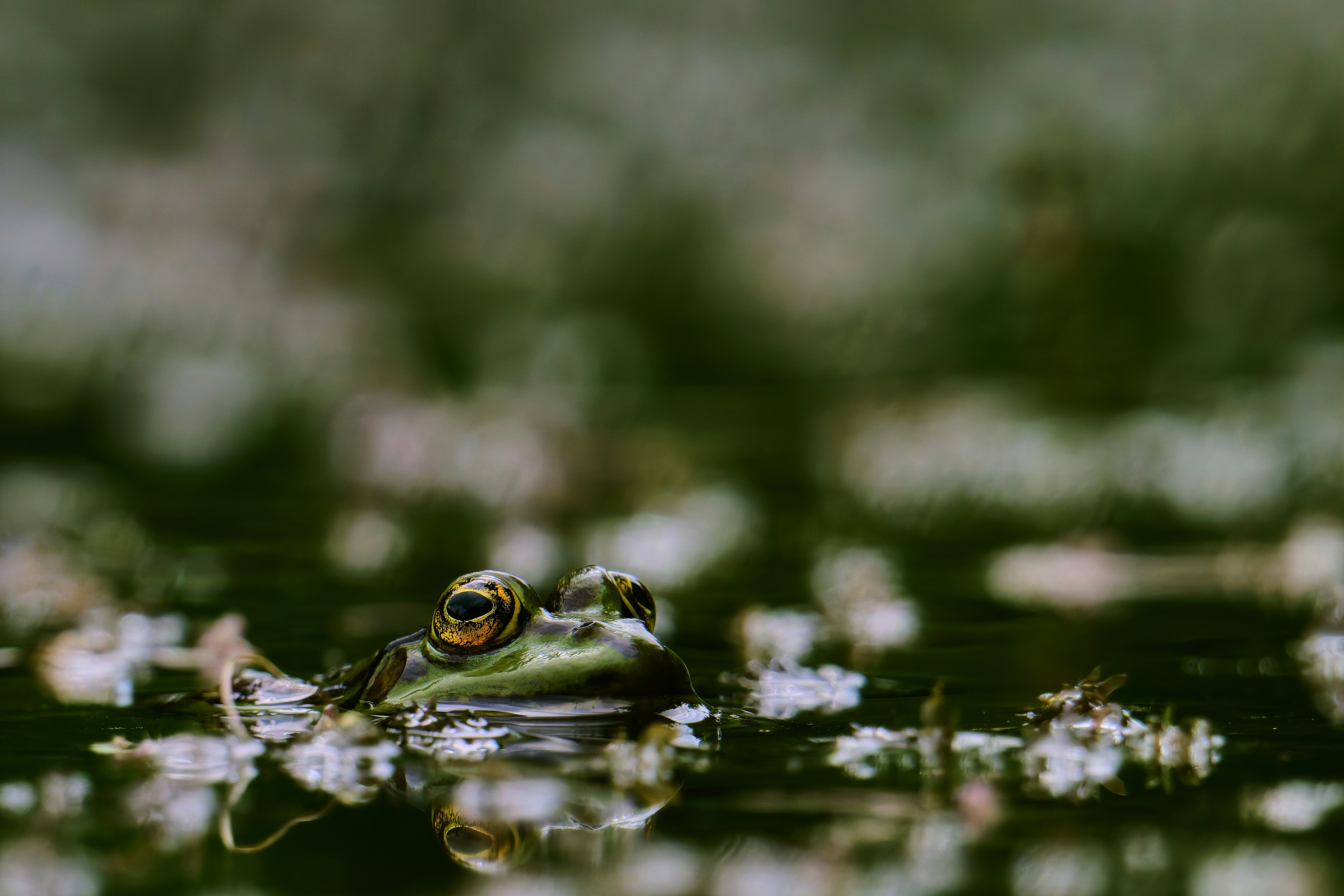 Photo by stefanschwinghammer