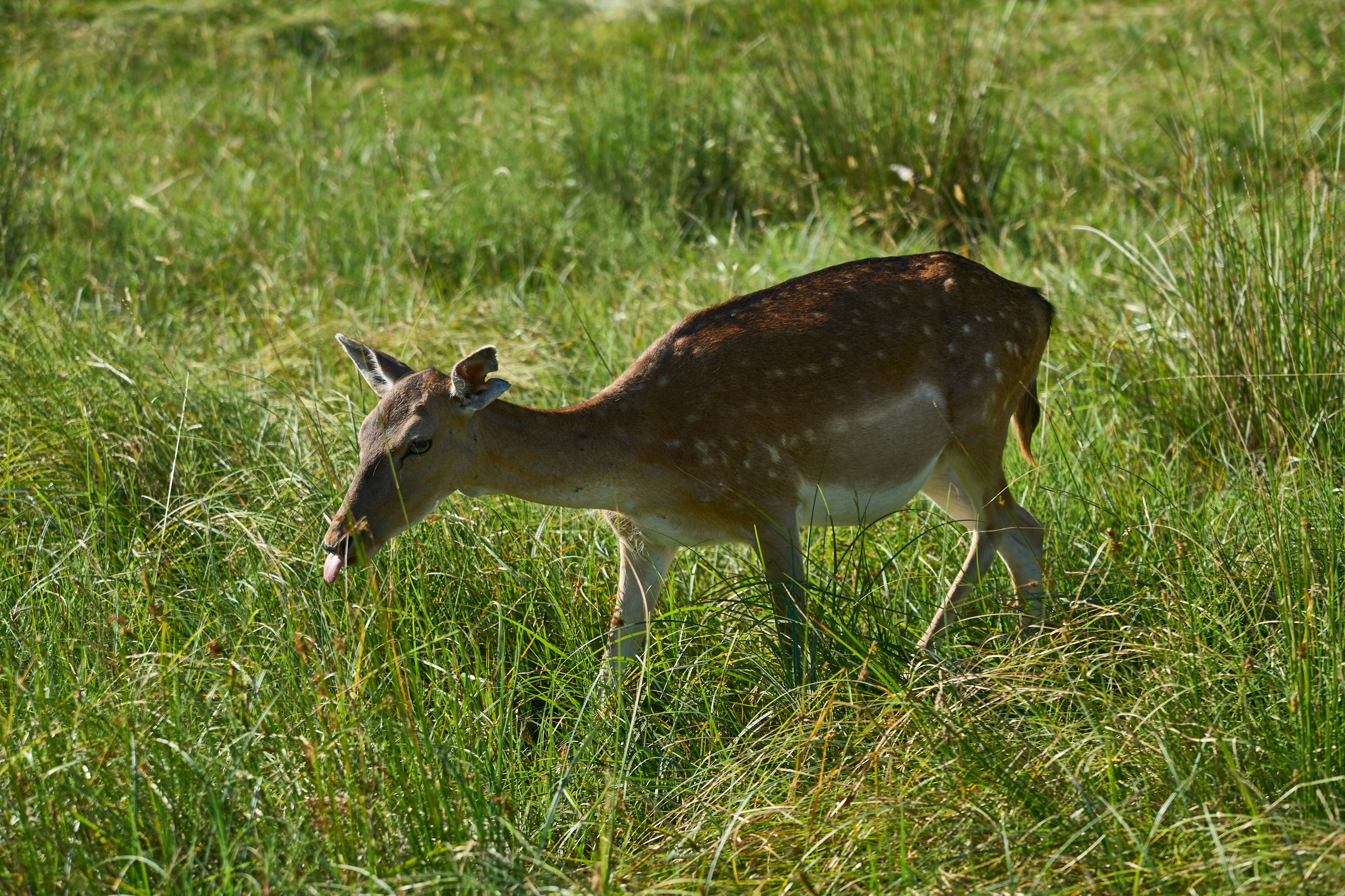 Photo by wolfgang_hasselmann