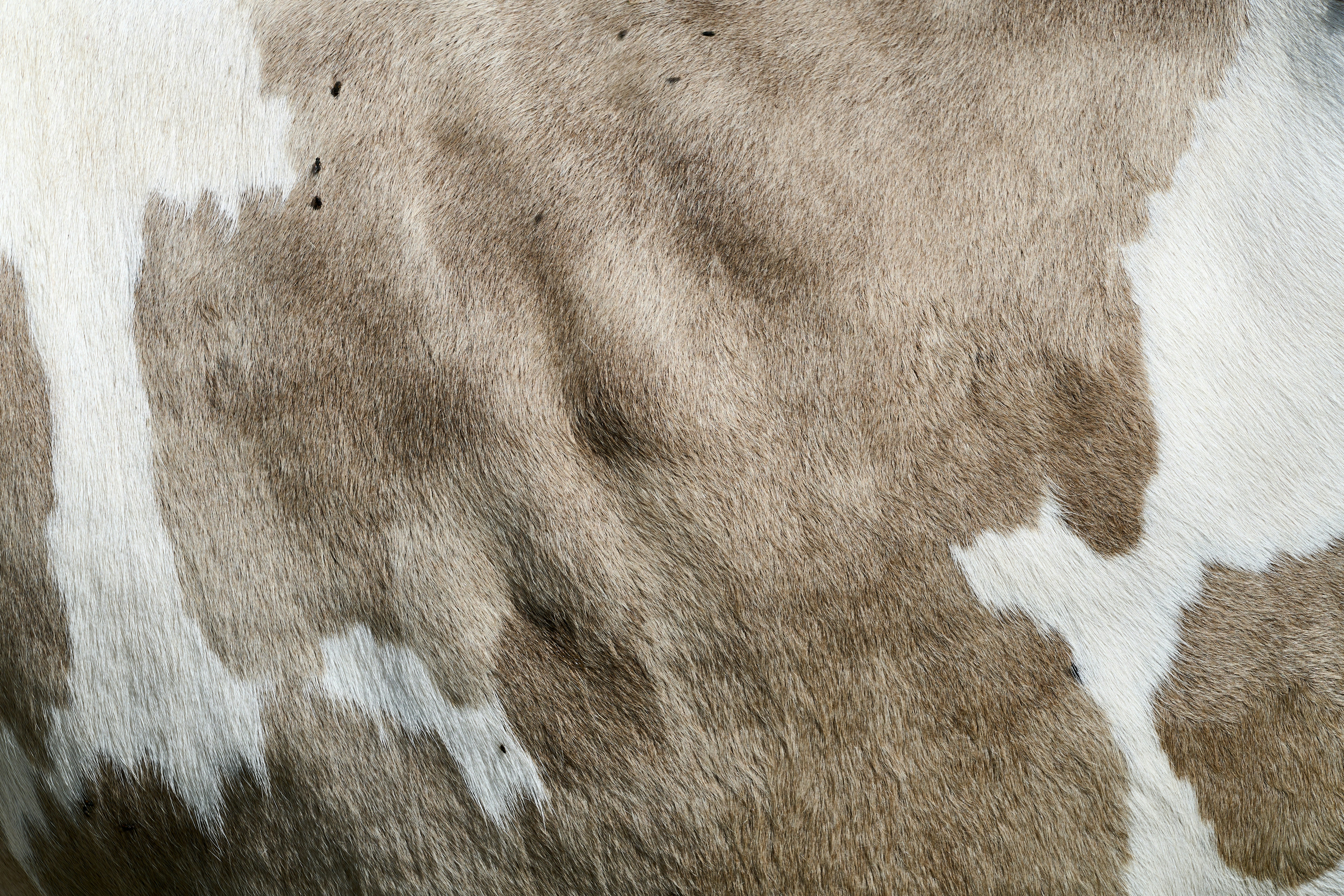 Photo by wolfgang_hasselmann