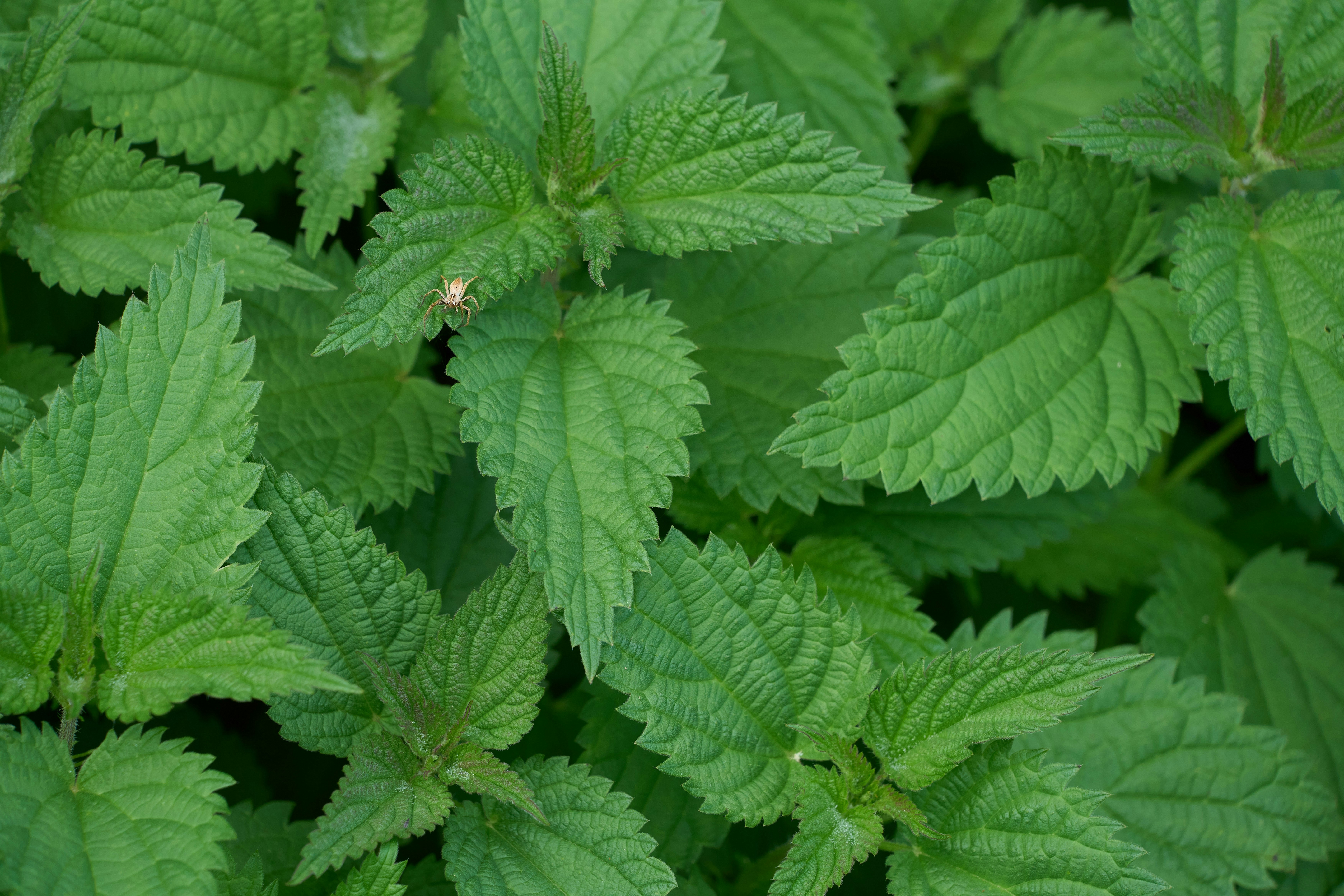 Photo by wolfgang_hasselmann