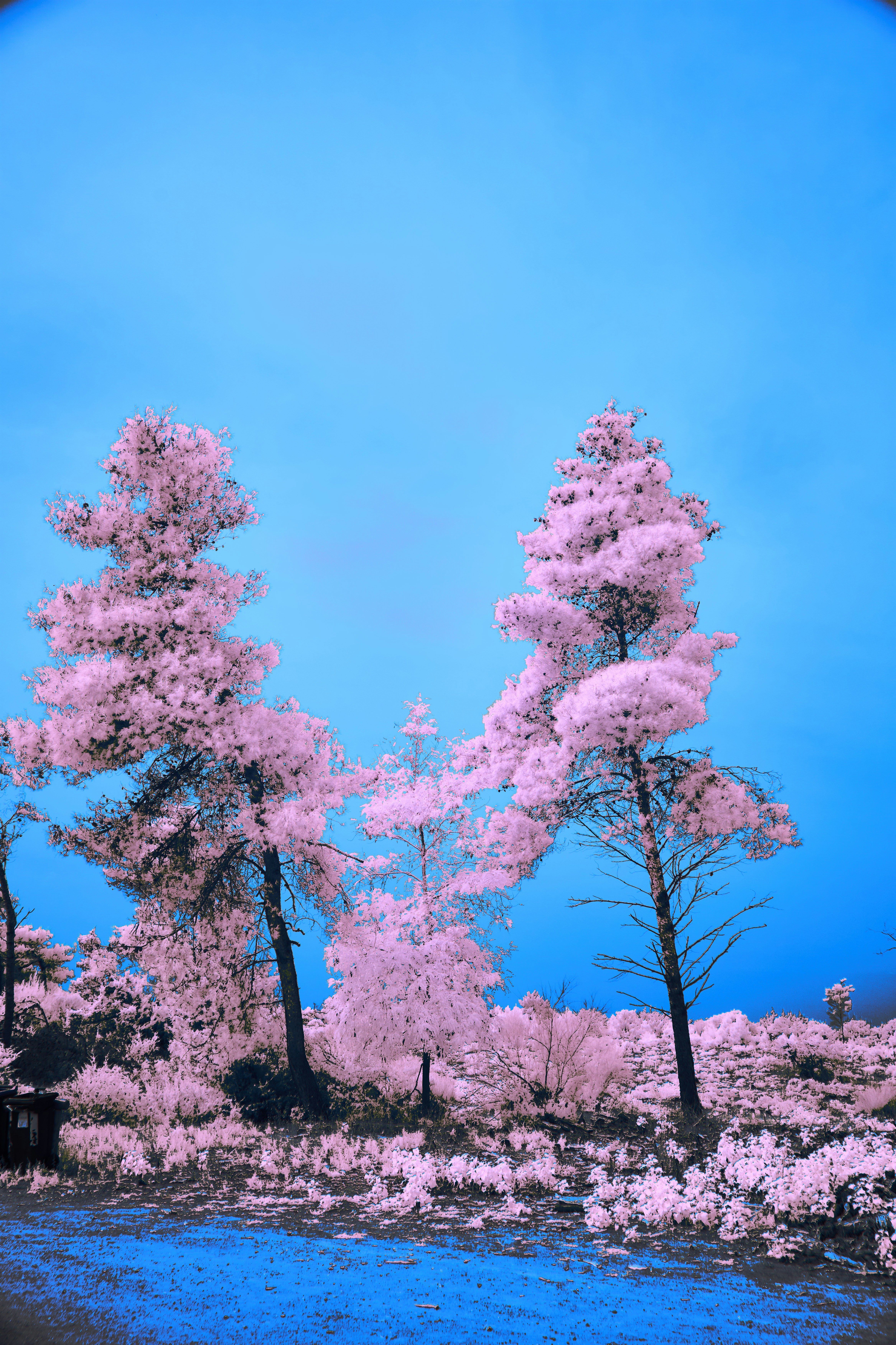 Photo by wolfgang_hasselmann