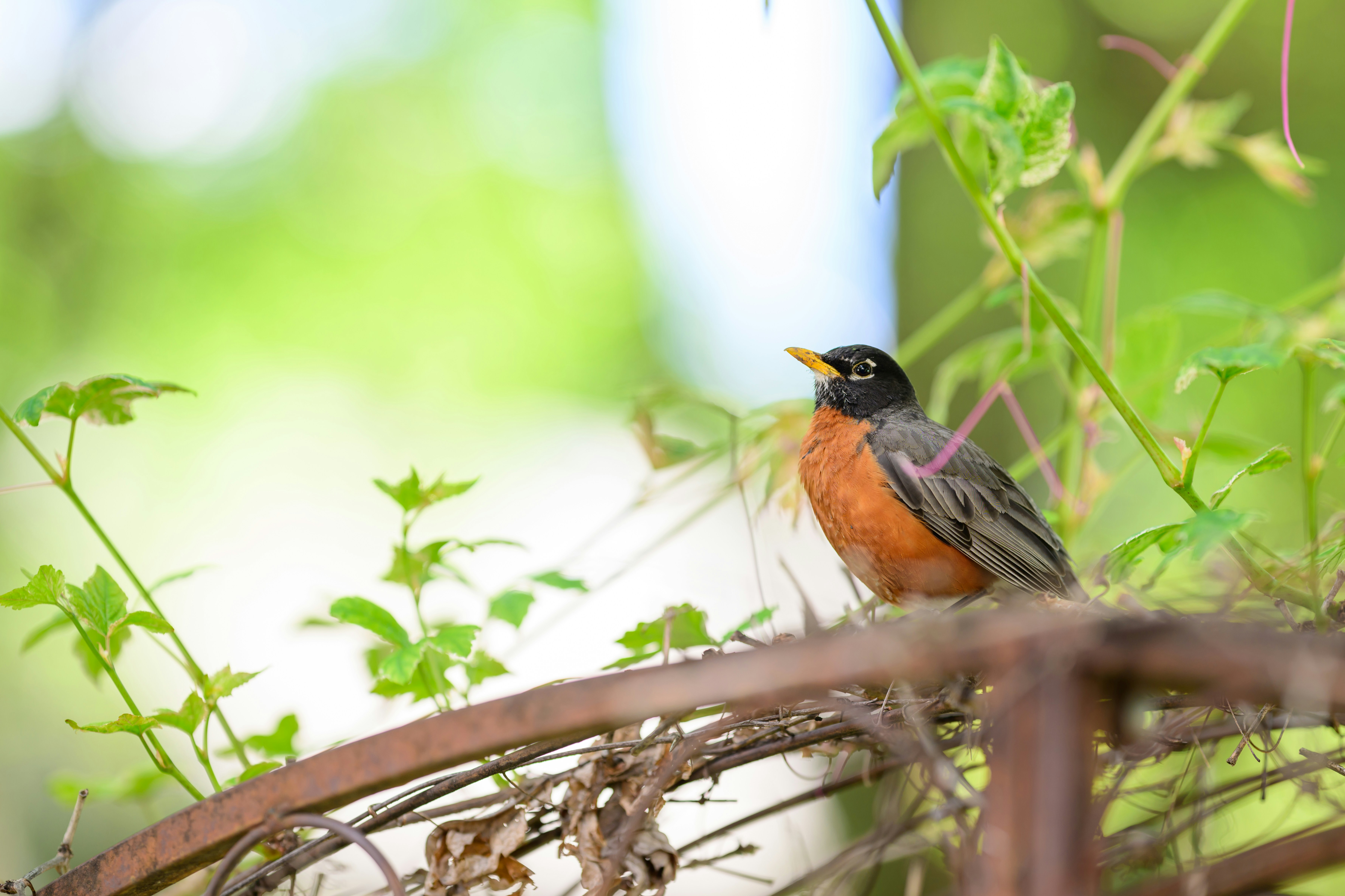 Photo by thejoshhoward