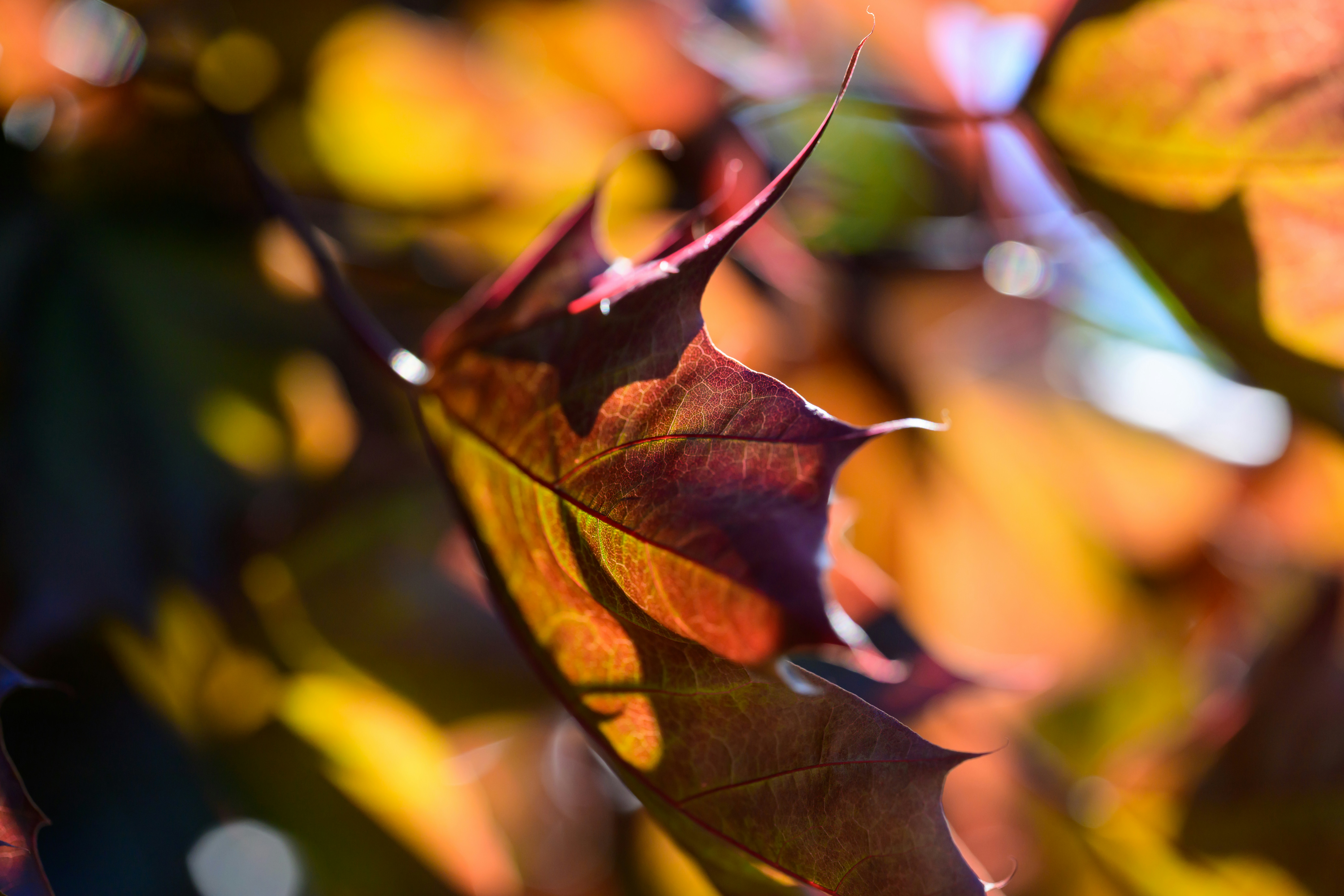 Photo by thejoshhoward