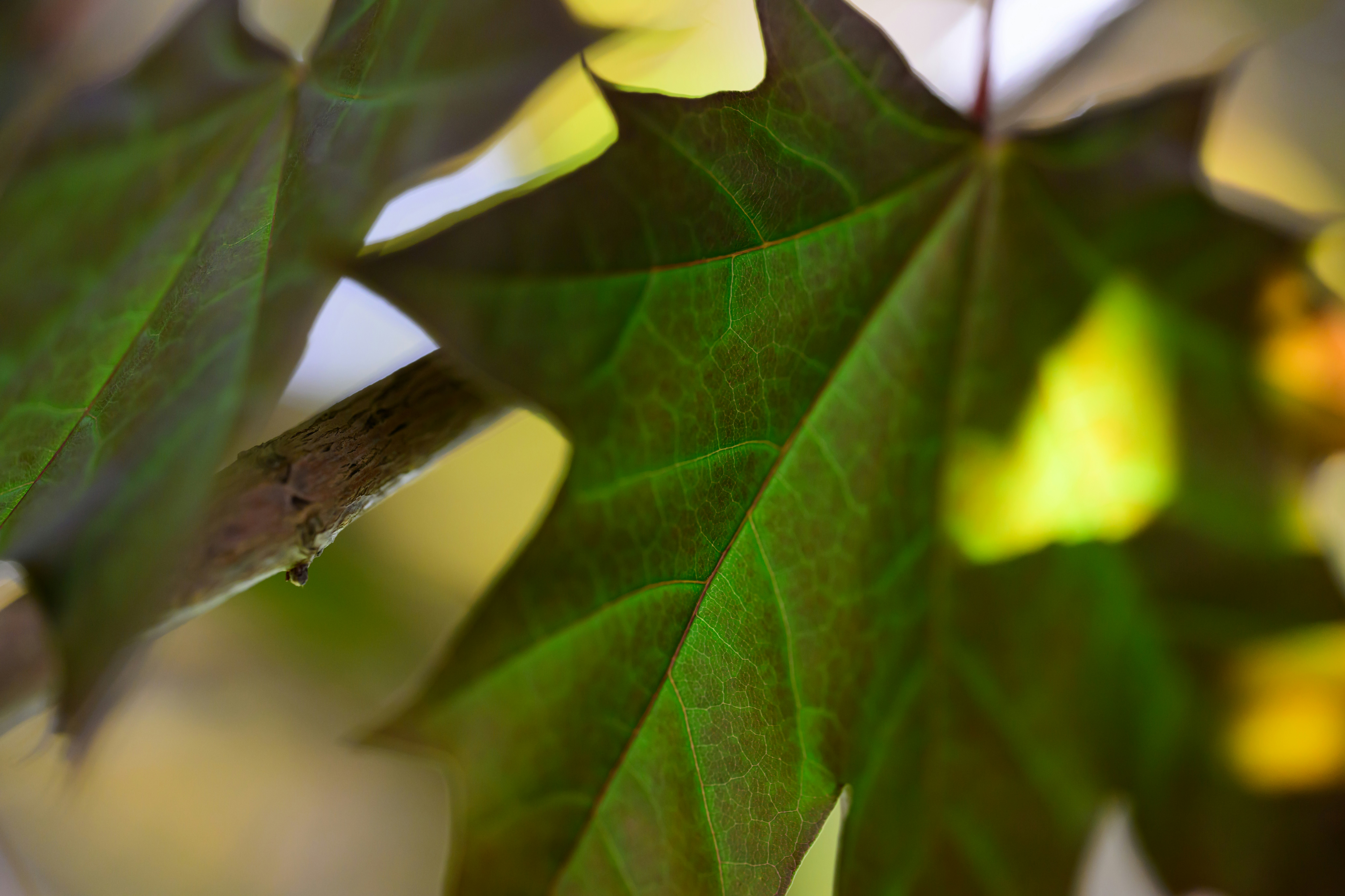 un primo piano di una foglia verde su un albero