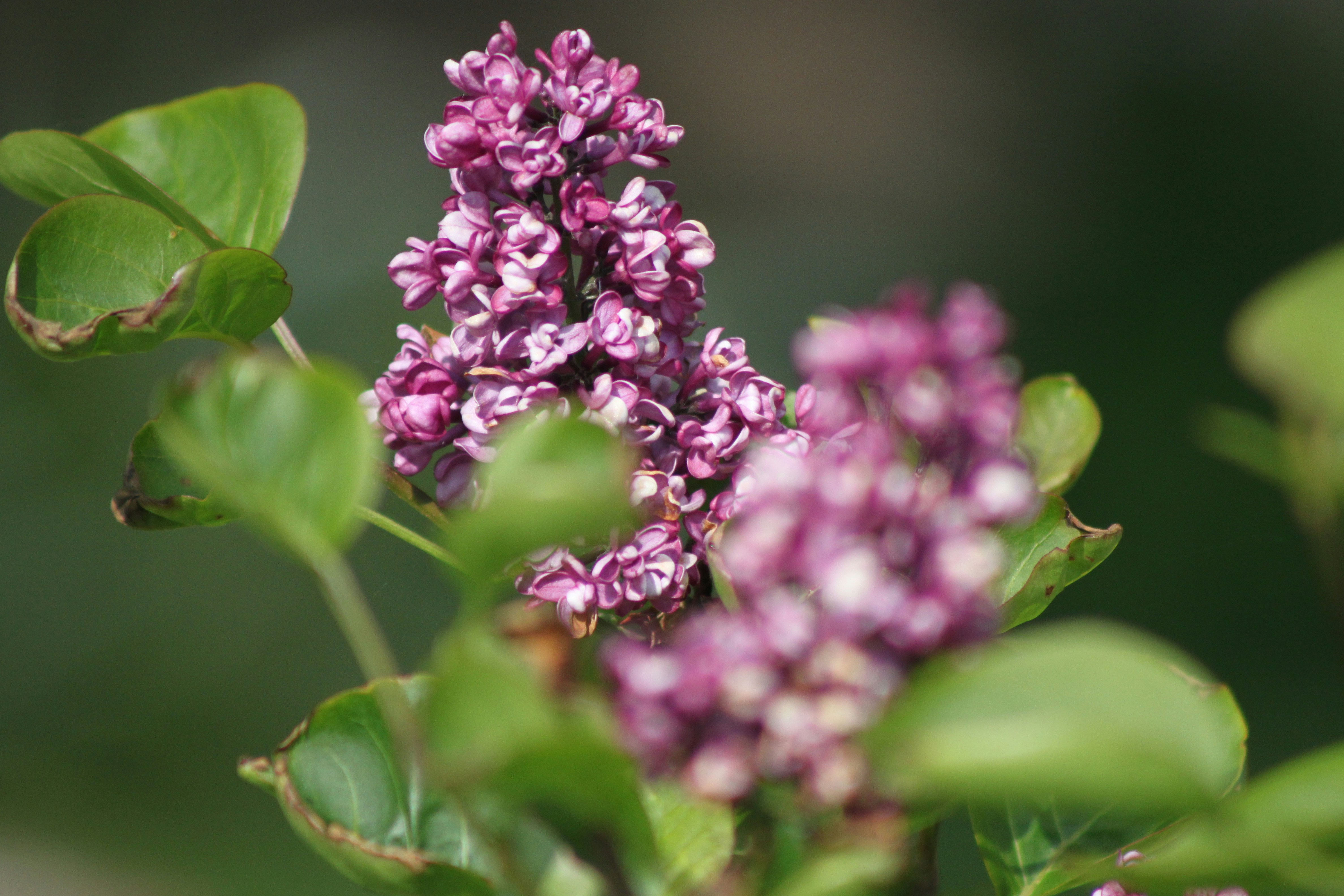 Photo by rubyphotography