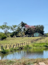 a small pond in the middle of a grassy field