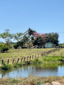 a small pond in the middle of a grassy field