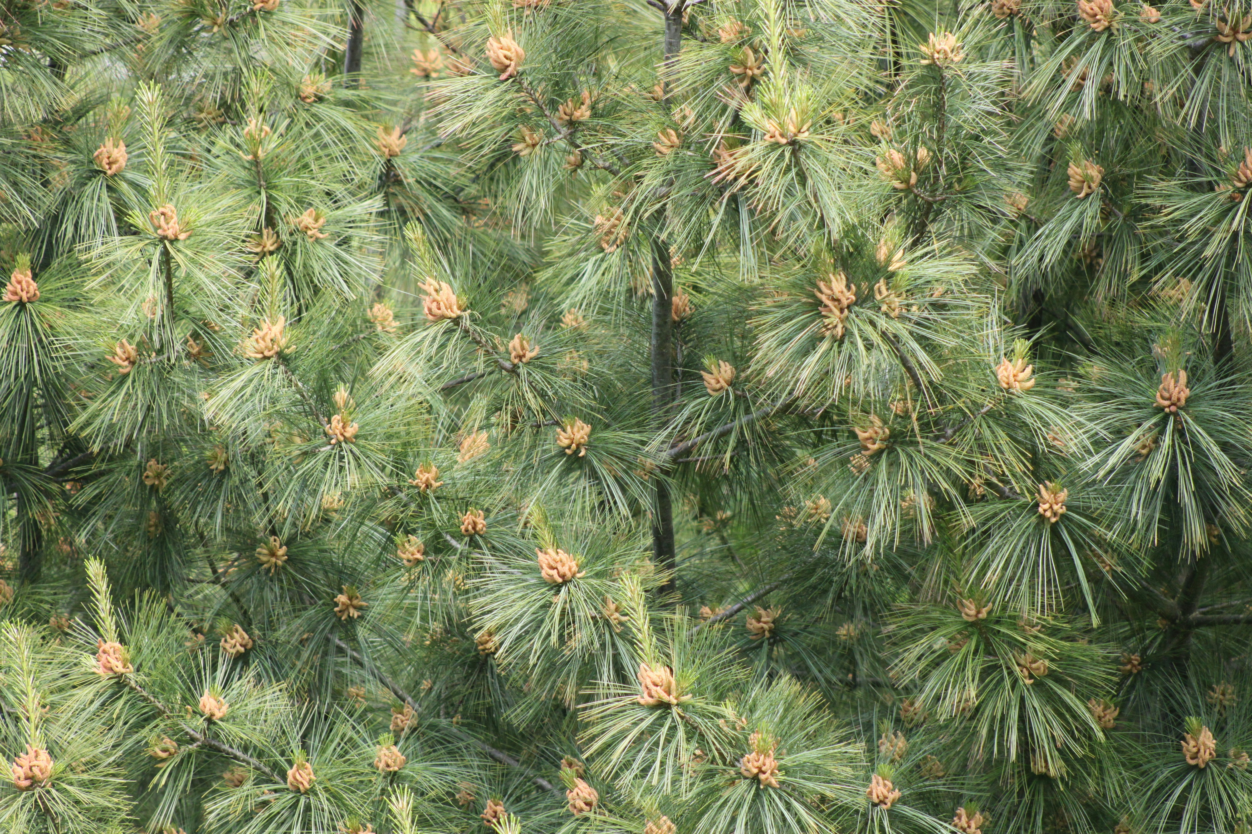 a large group of pine trees in a forest