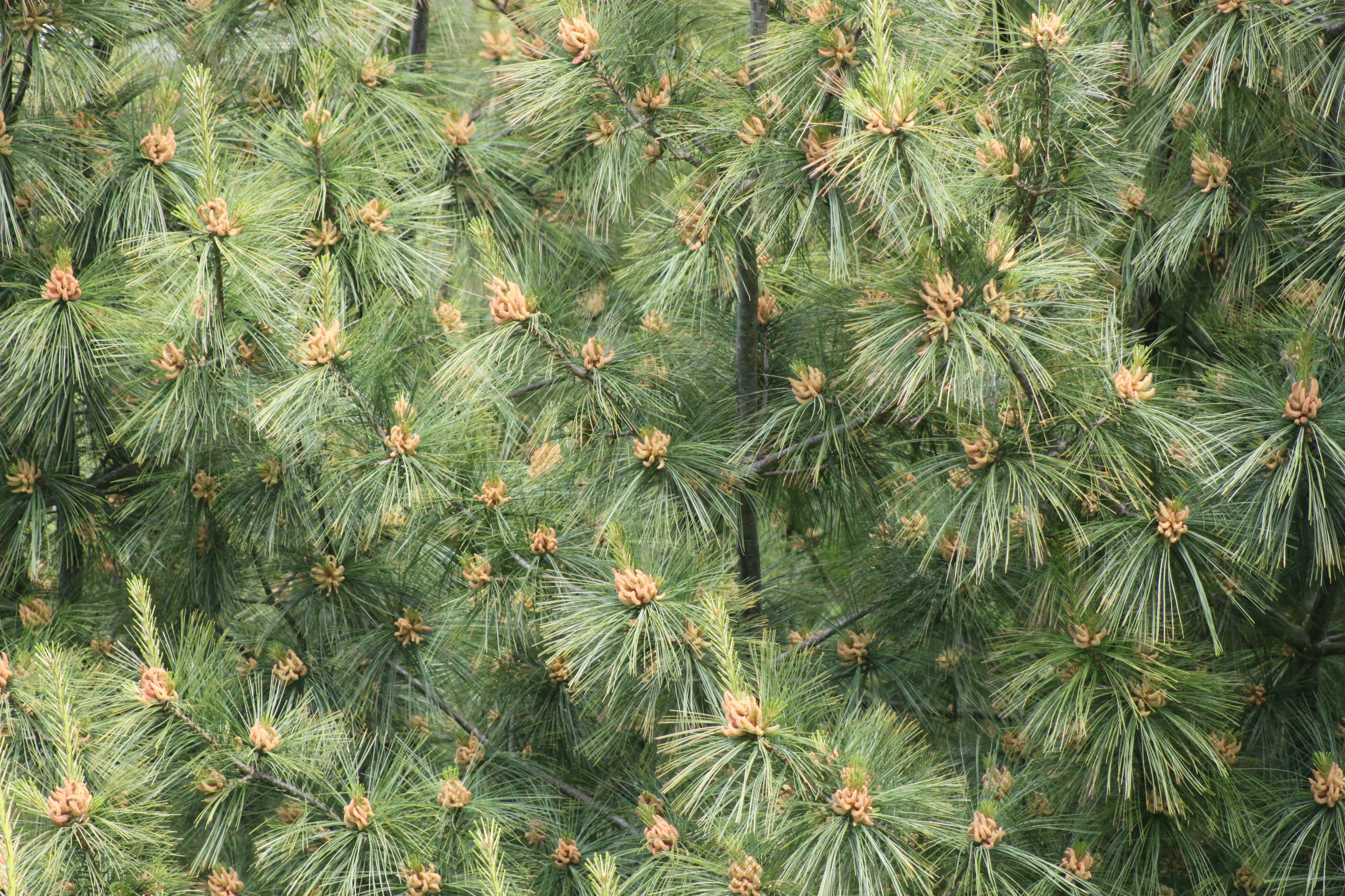 a large group of pine trees in a forest