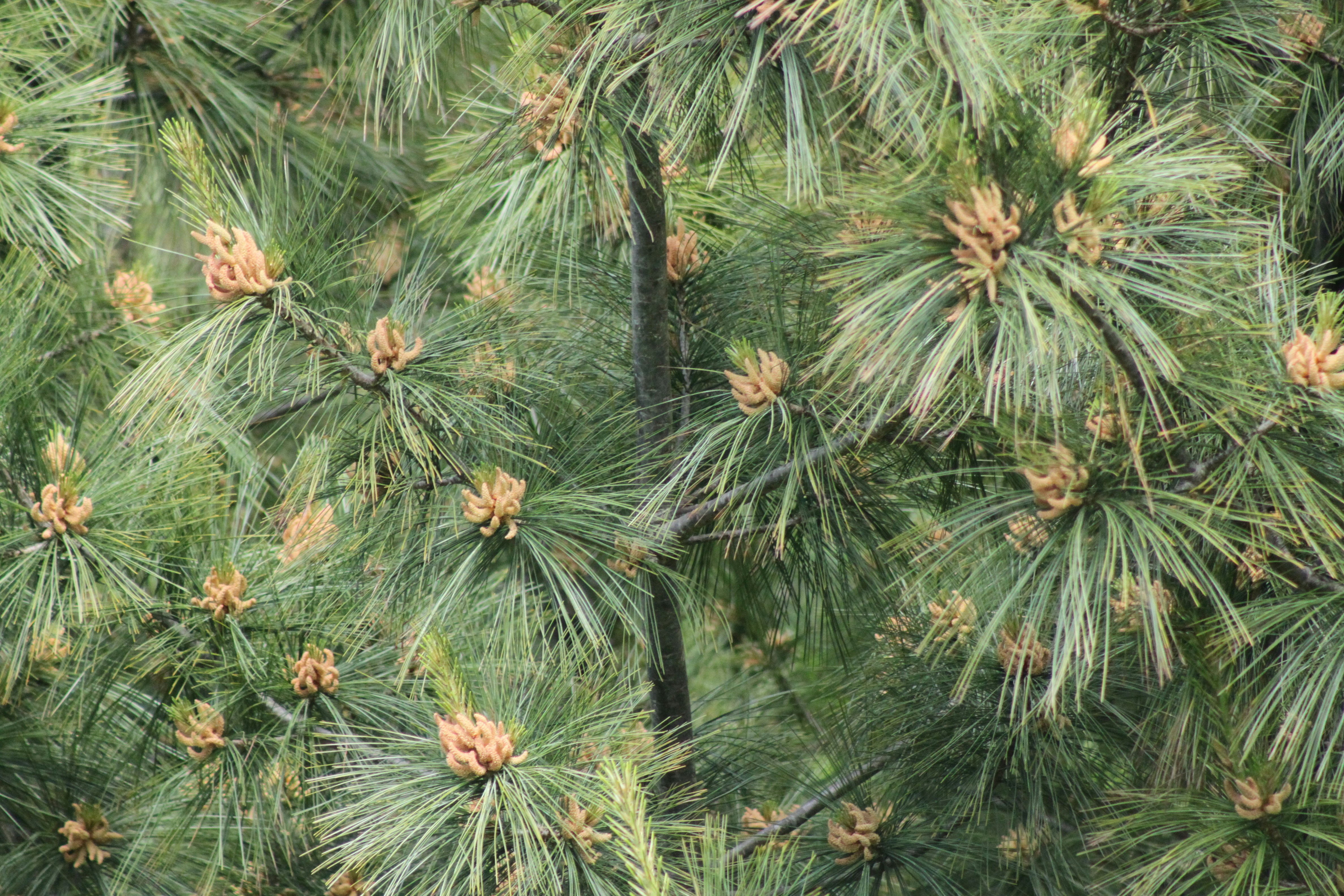 um pássaro está empoleirado em um galho de um pinheiro