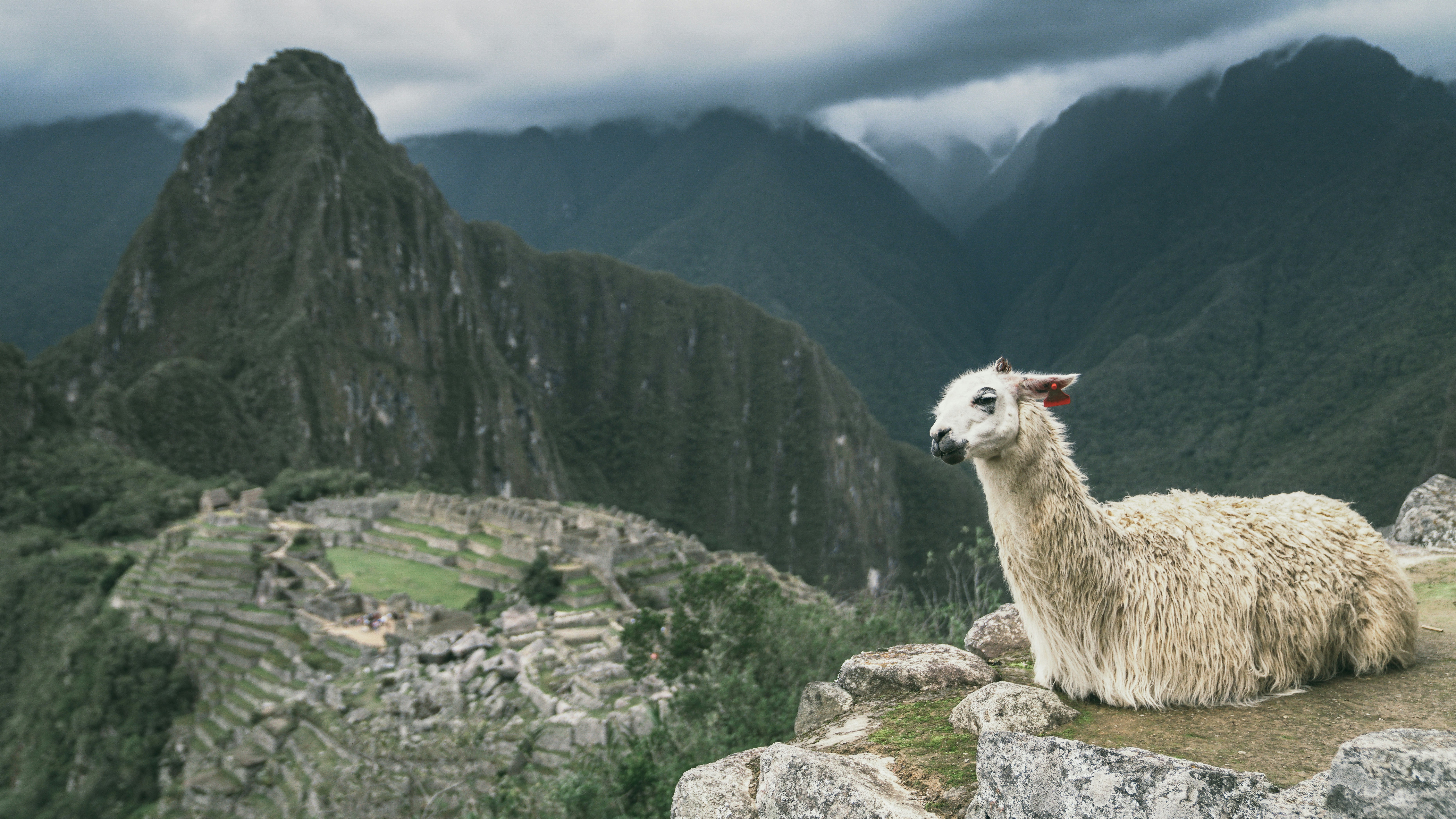 a llama sitting on top of a mountain, 
