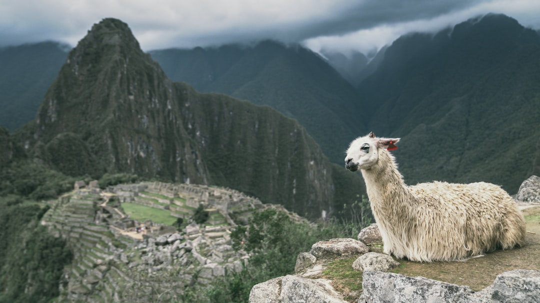 a llama sitting on top of a mountain,