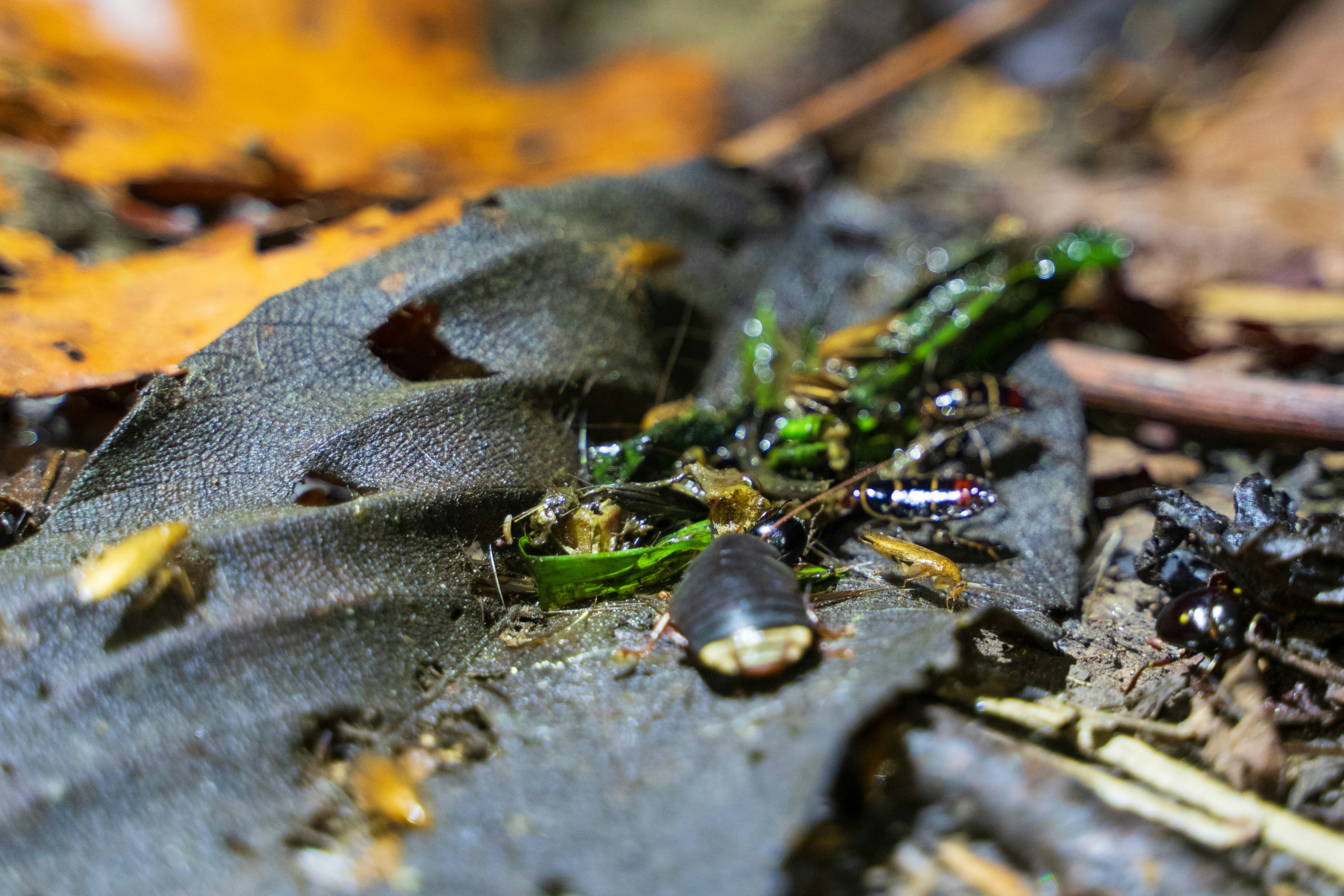 Puerto Maldonado, Peru - None