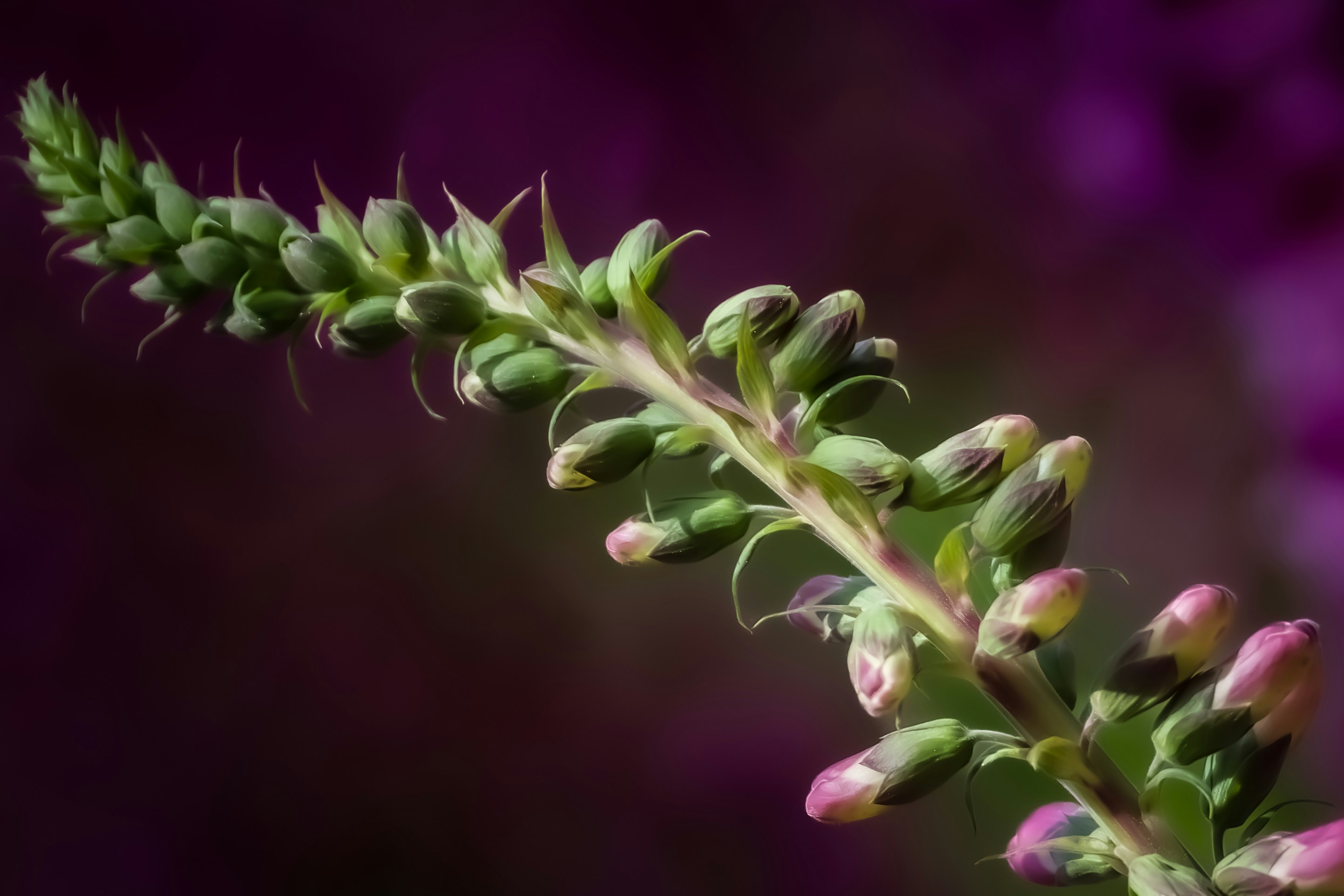 Photo by photosbyrachelo