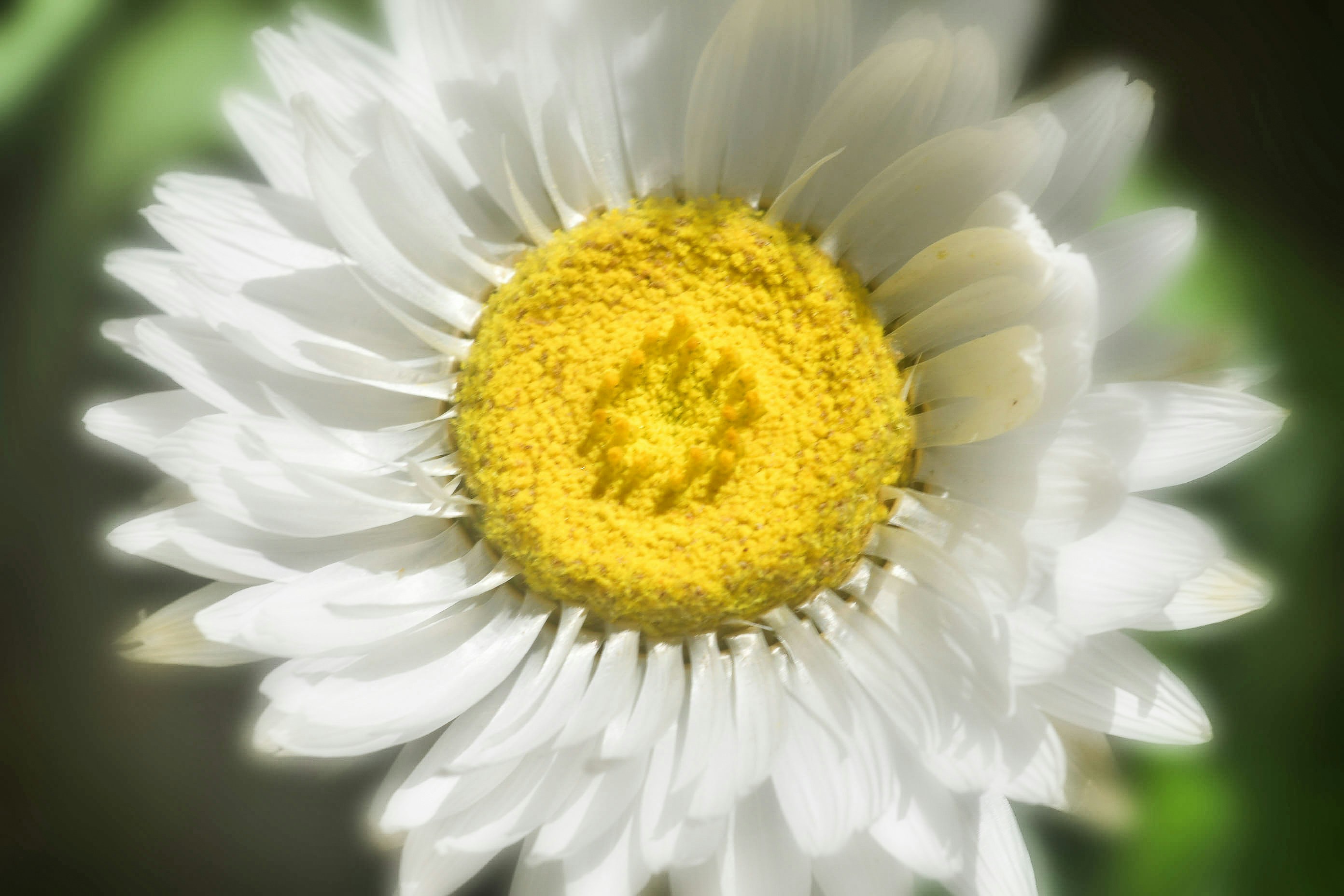 Photo by photosbyrachelo