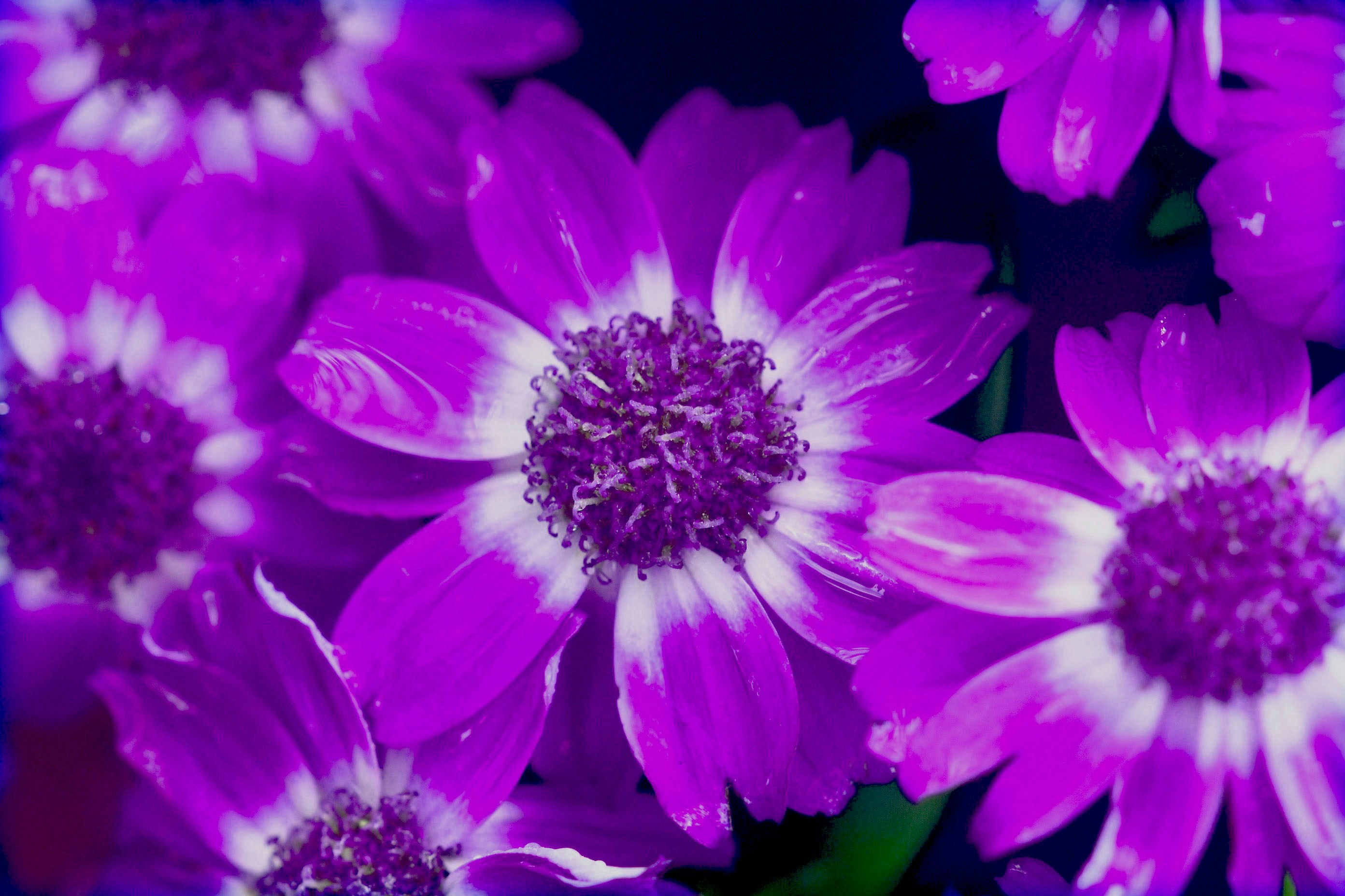 Photo by photosbyrachelo