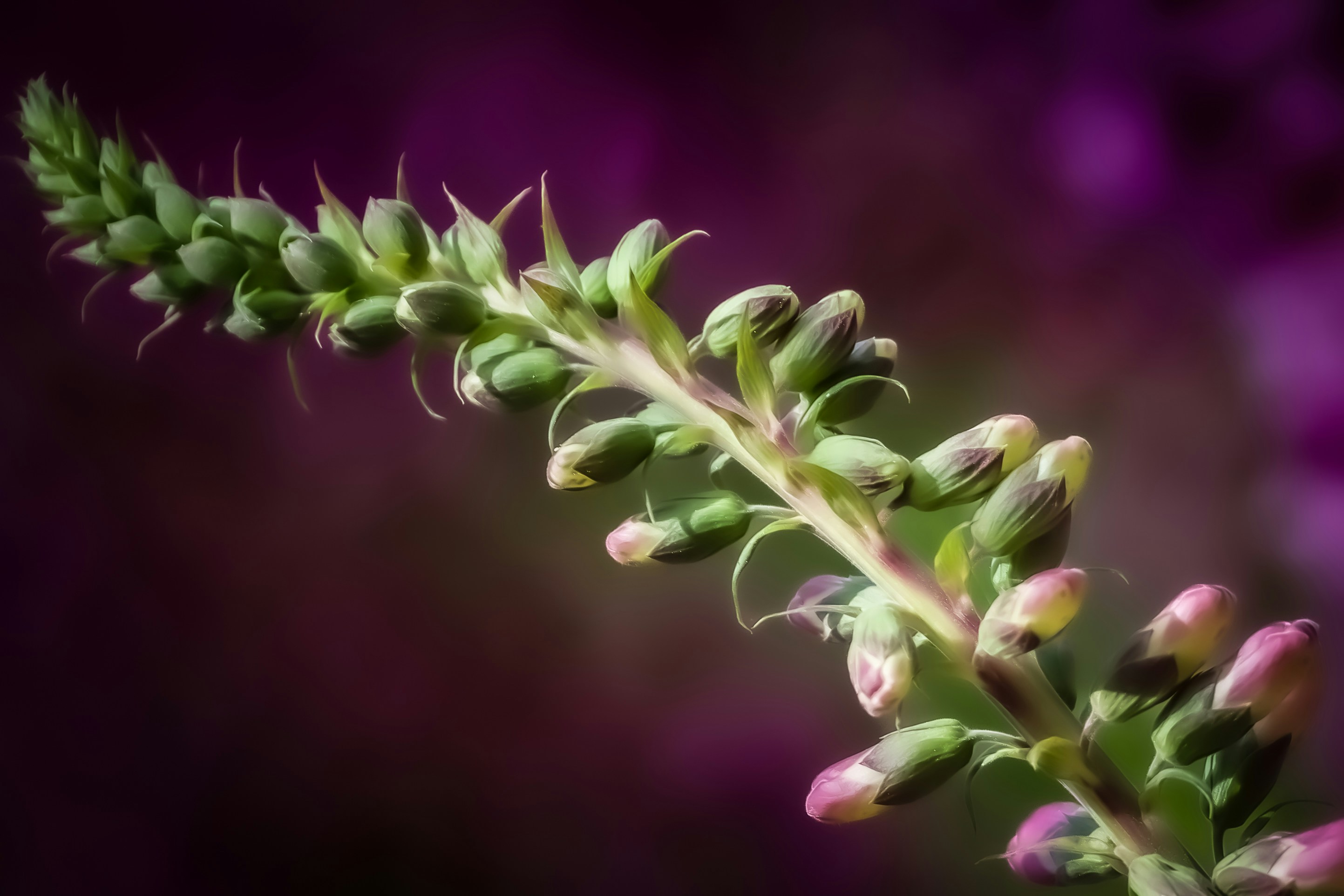 Photo by photosbyrachelo