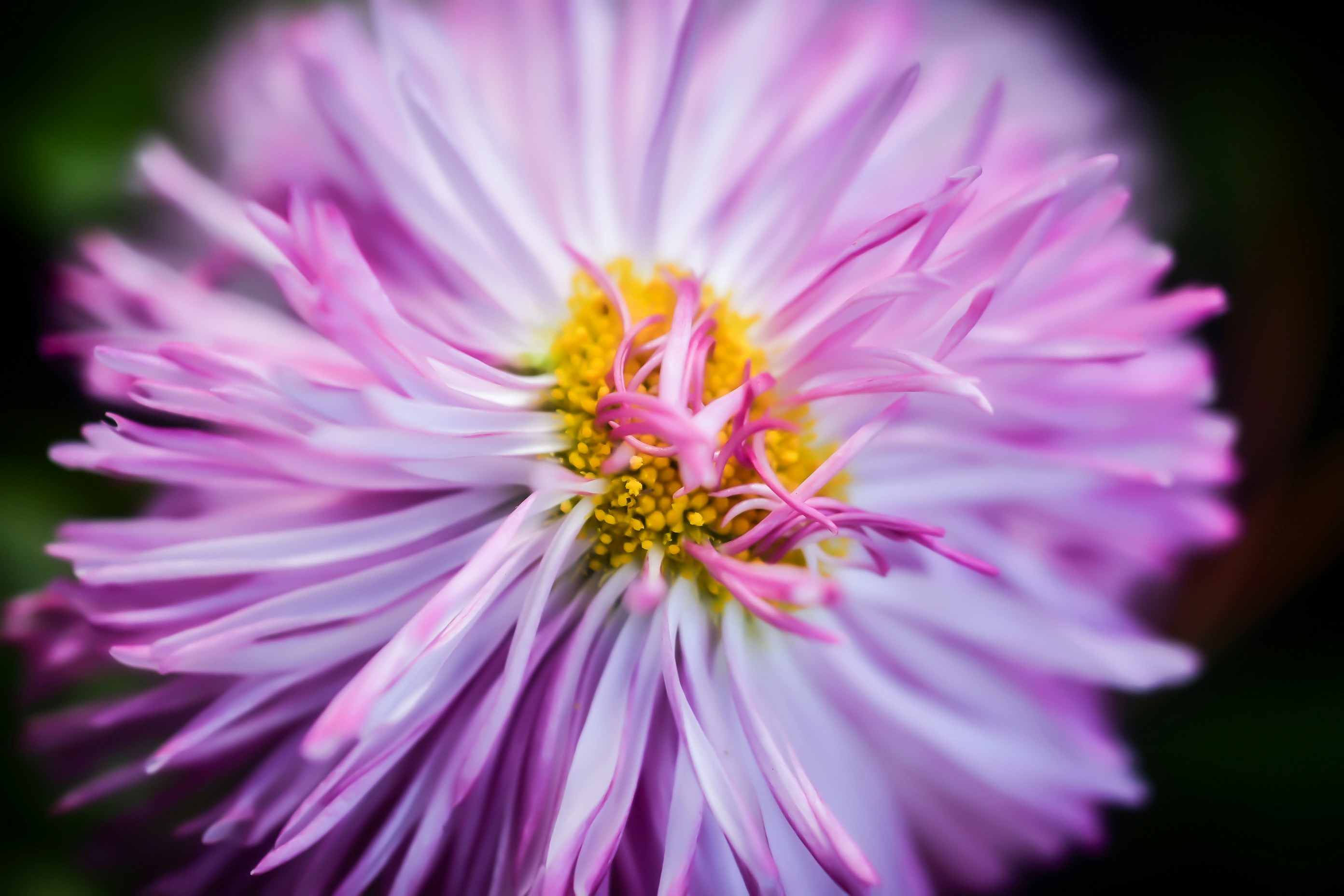 Photo by photosbyrachelo