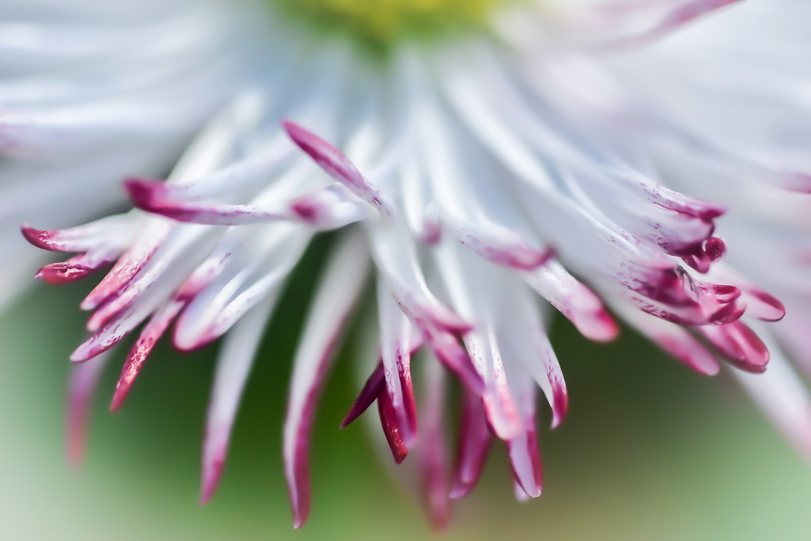 Photo by photosbyrachelo