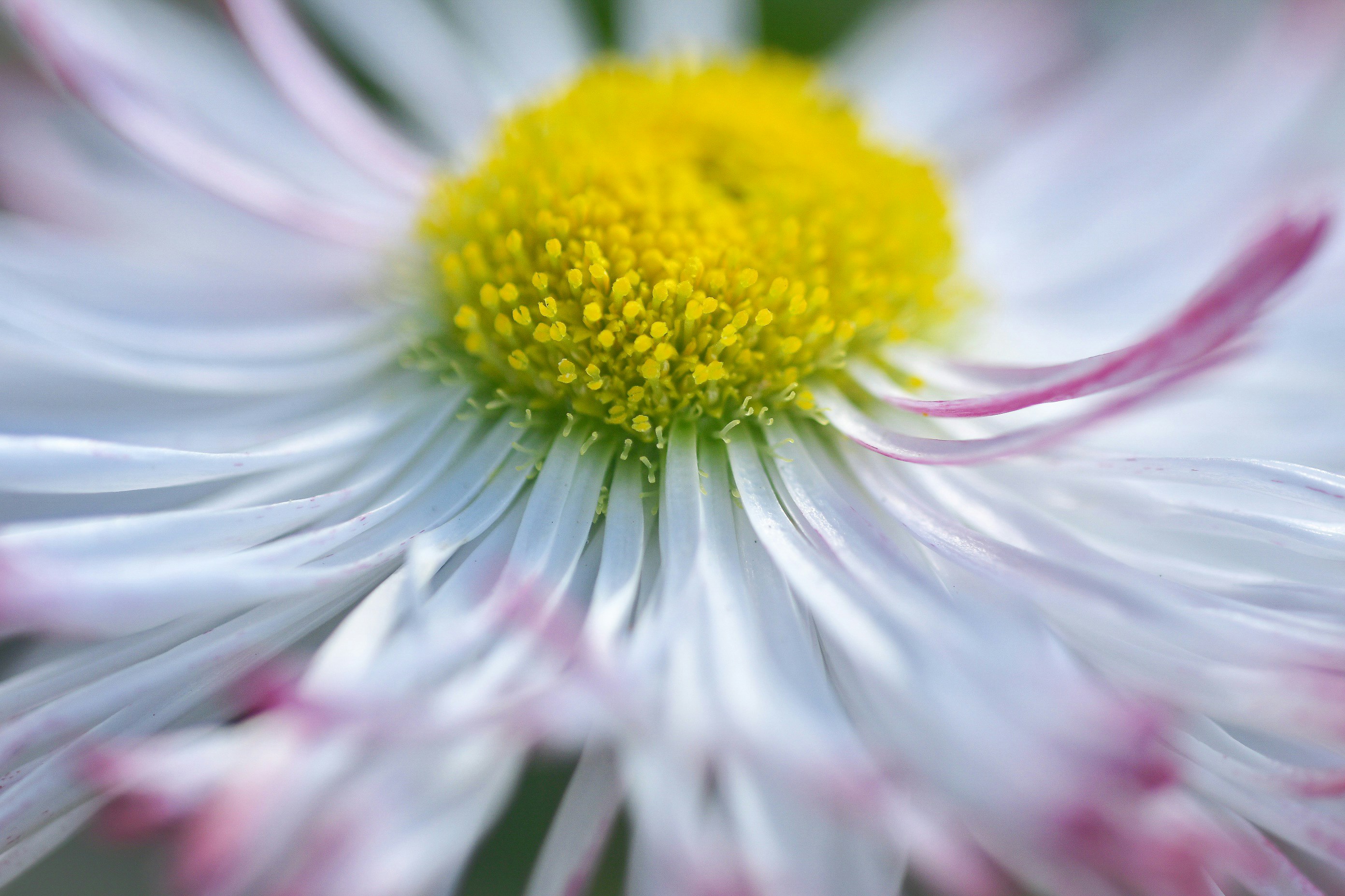 Photo by photosbyrachelo