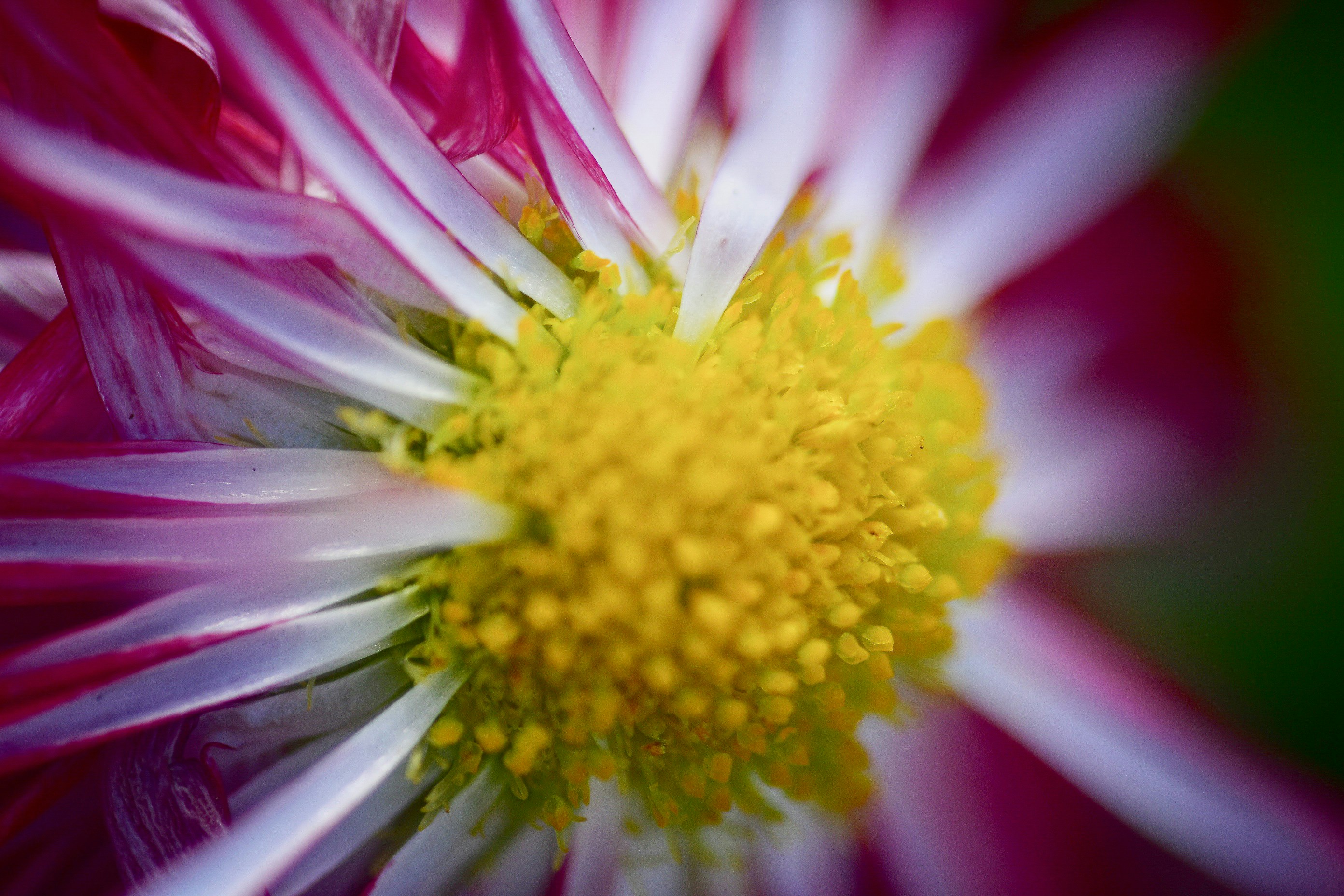 Photo by photosbyrachelo